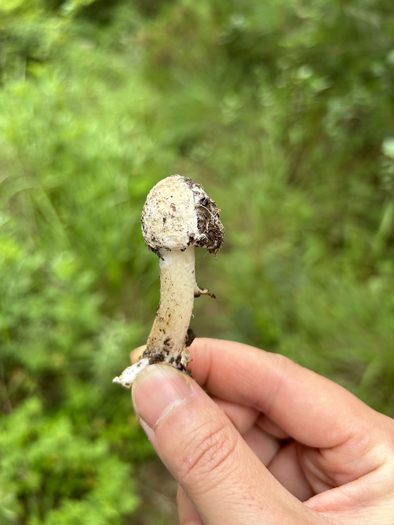 菇上寄生的菌丝为粉褶菌的菌丝