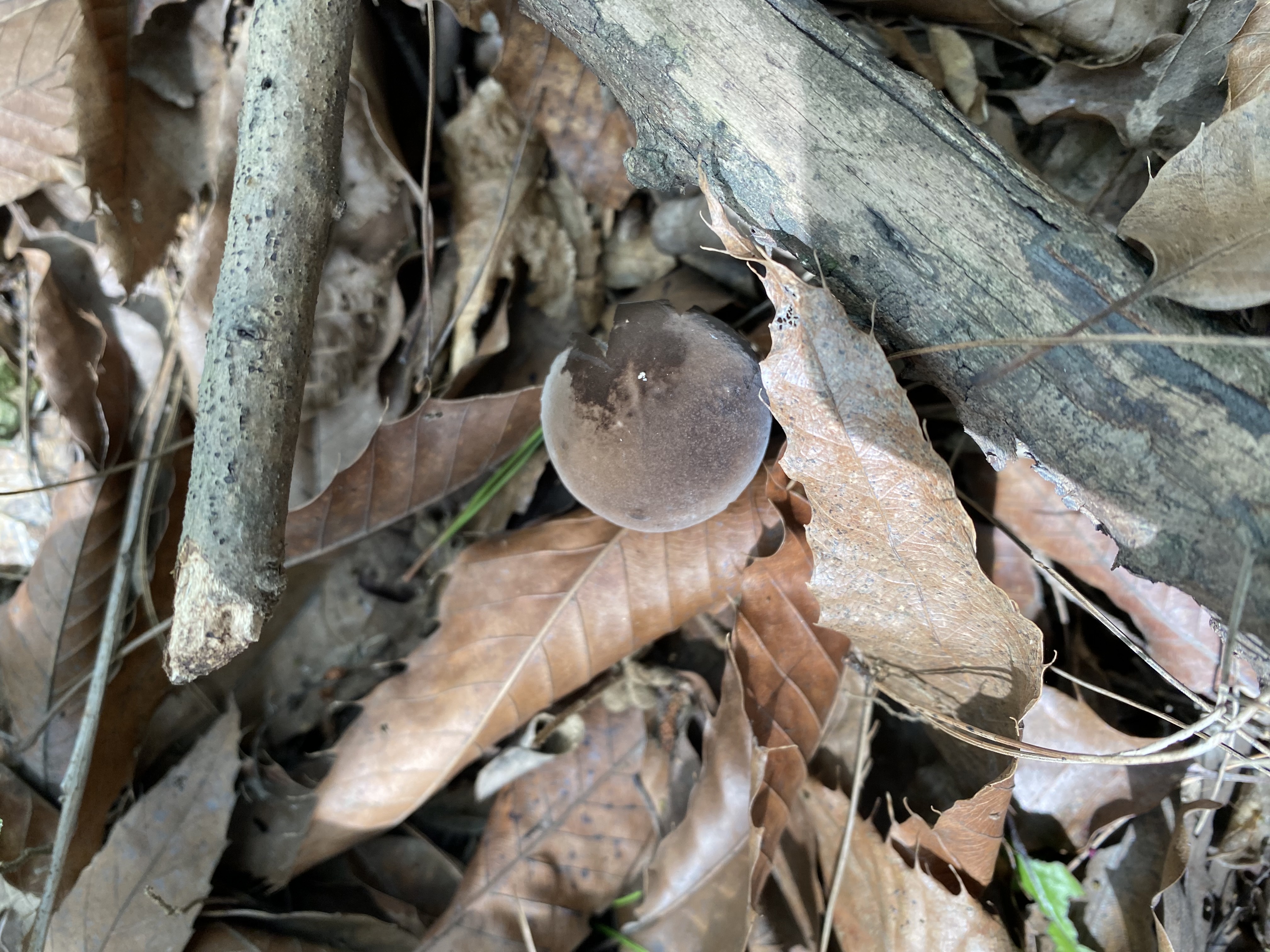 变褐红粉孢牛肝菌 暂定