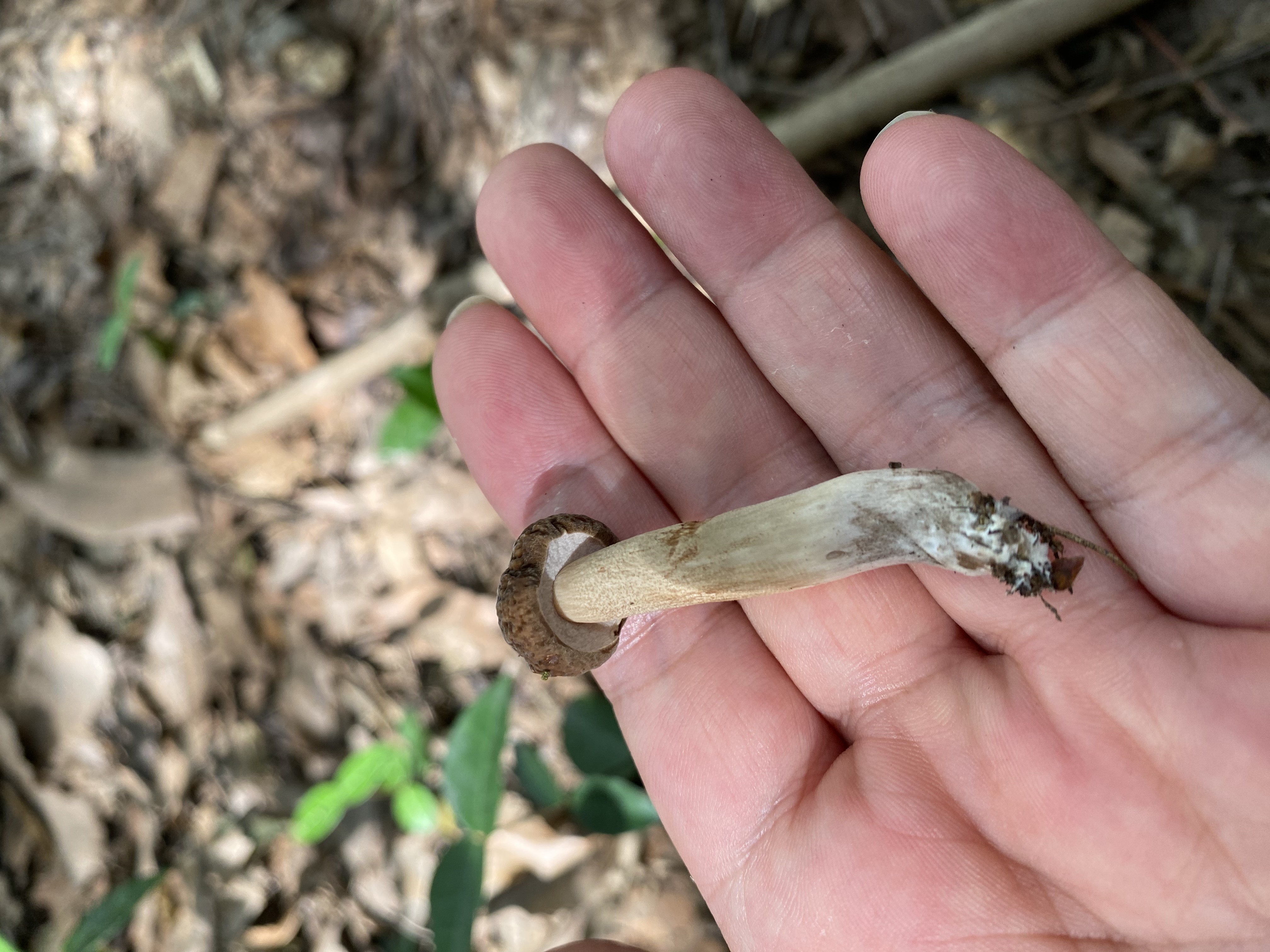 东方污柄红牛肝菌