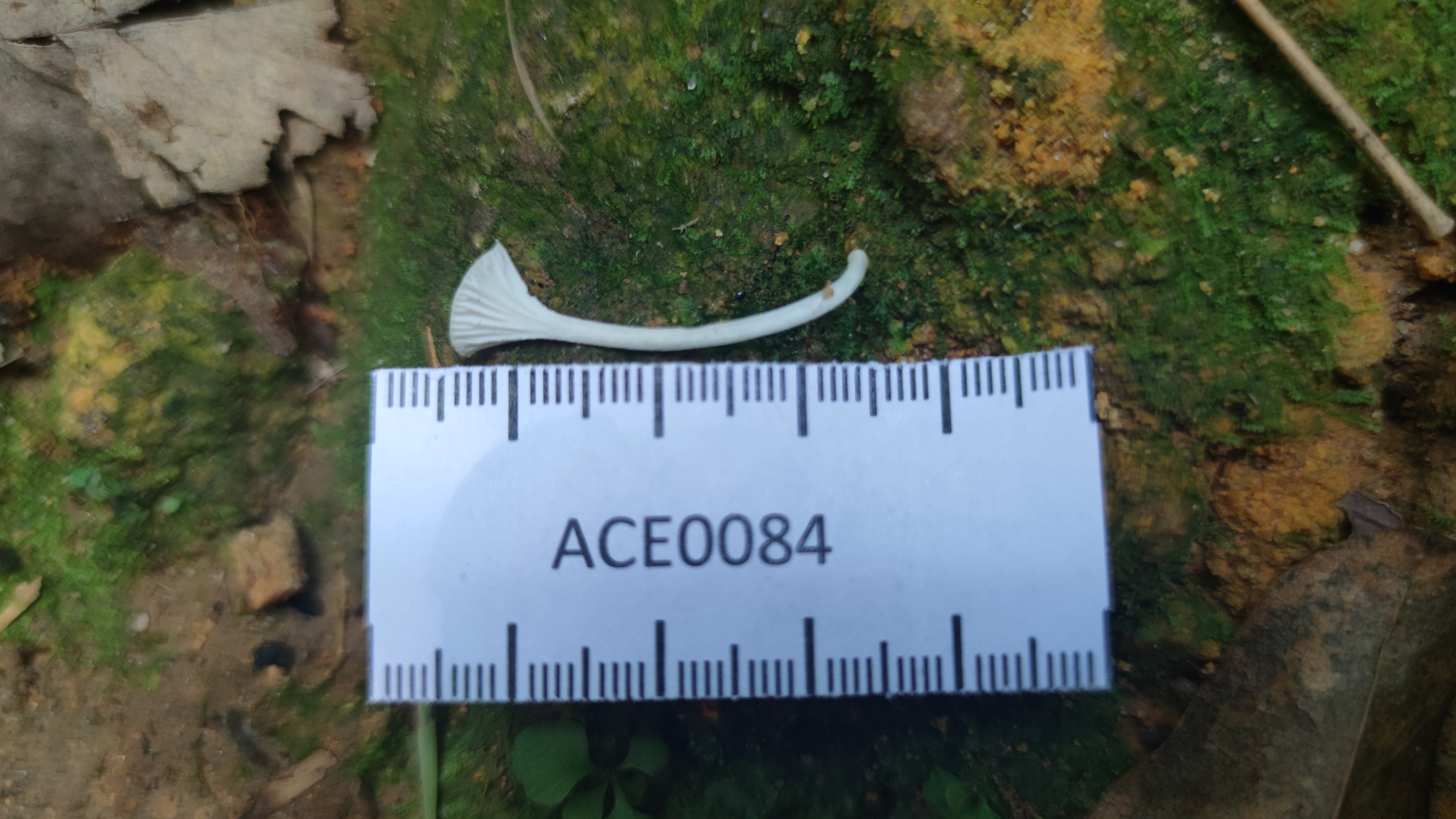 色孢菌科 属种待定