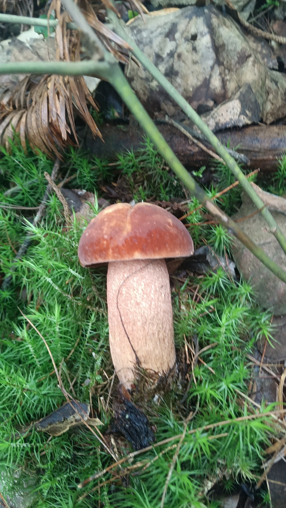 皱盖牛肝菌属物种