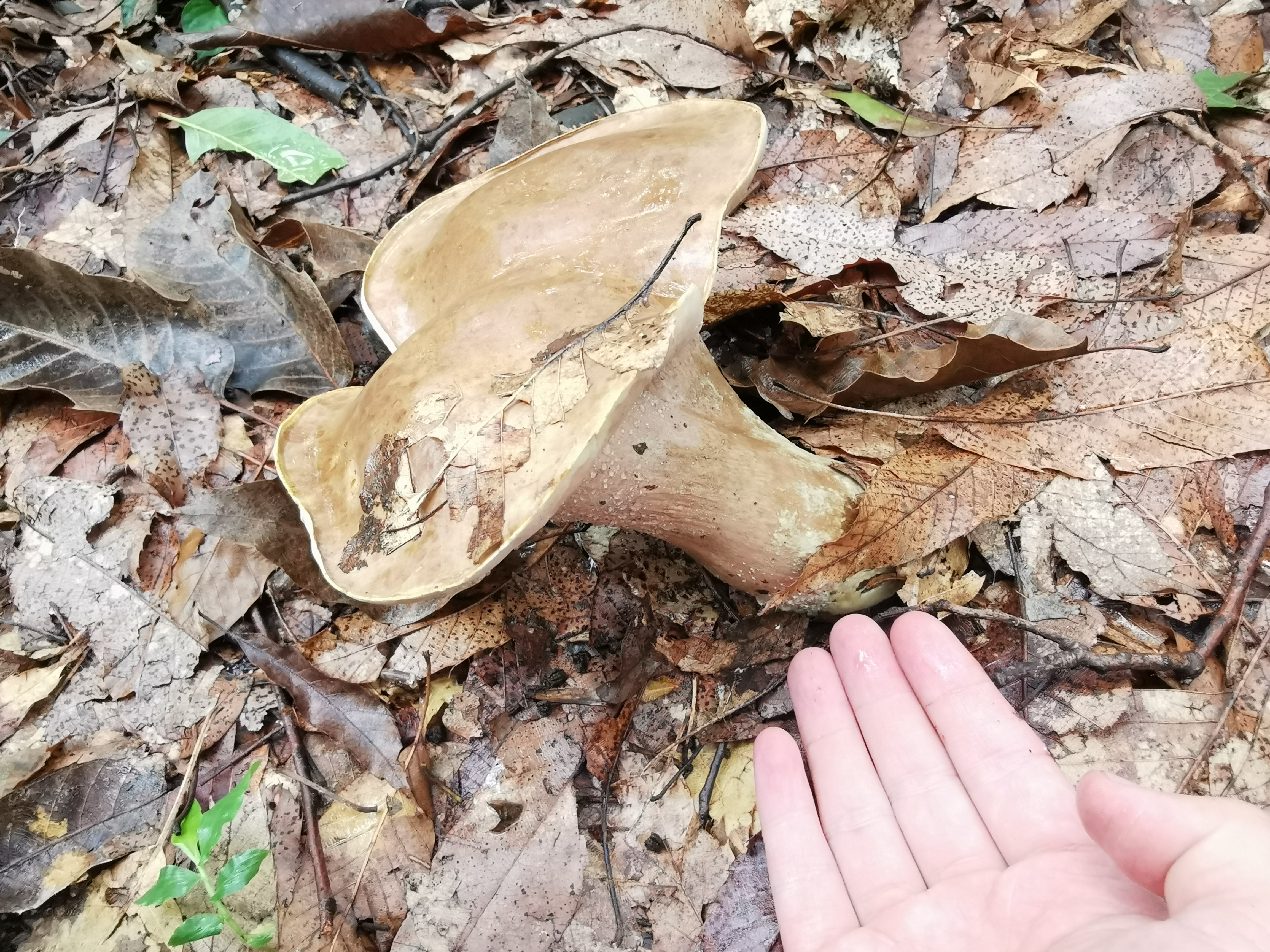 喜马拉雅粉孢牛肝菌