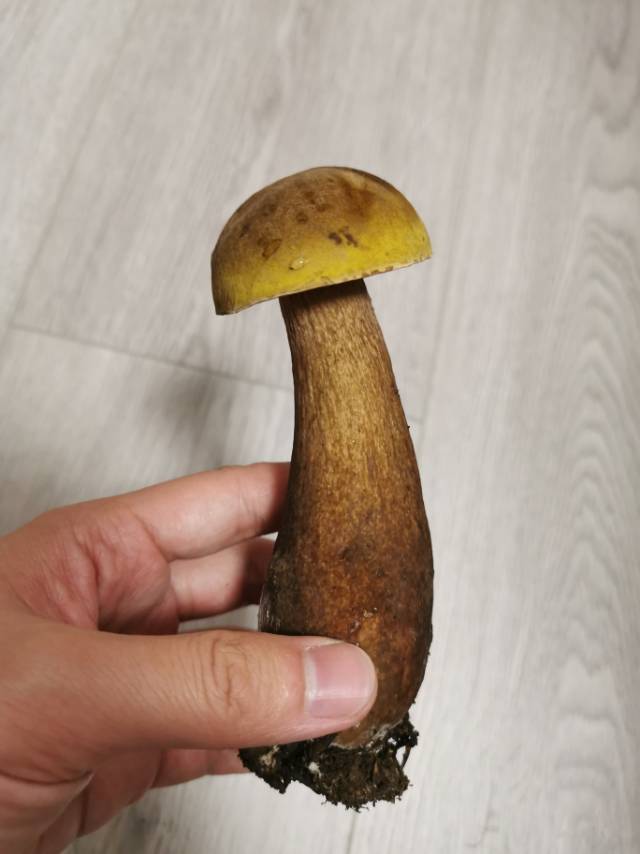 喜马拉雅粉孢牛肝菌