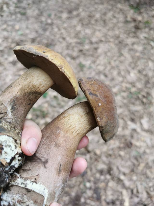 喜马拉雅粉孢牛肝菌