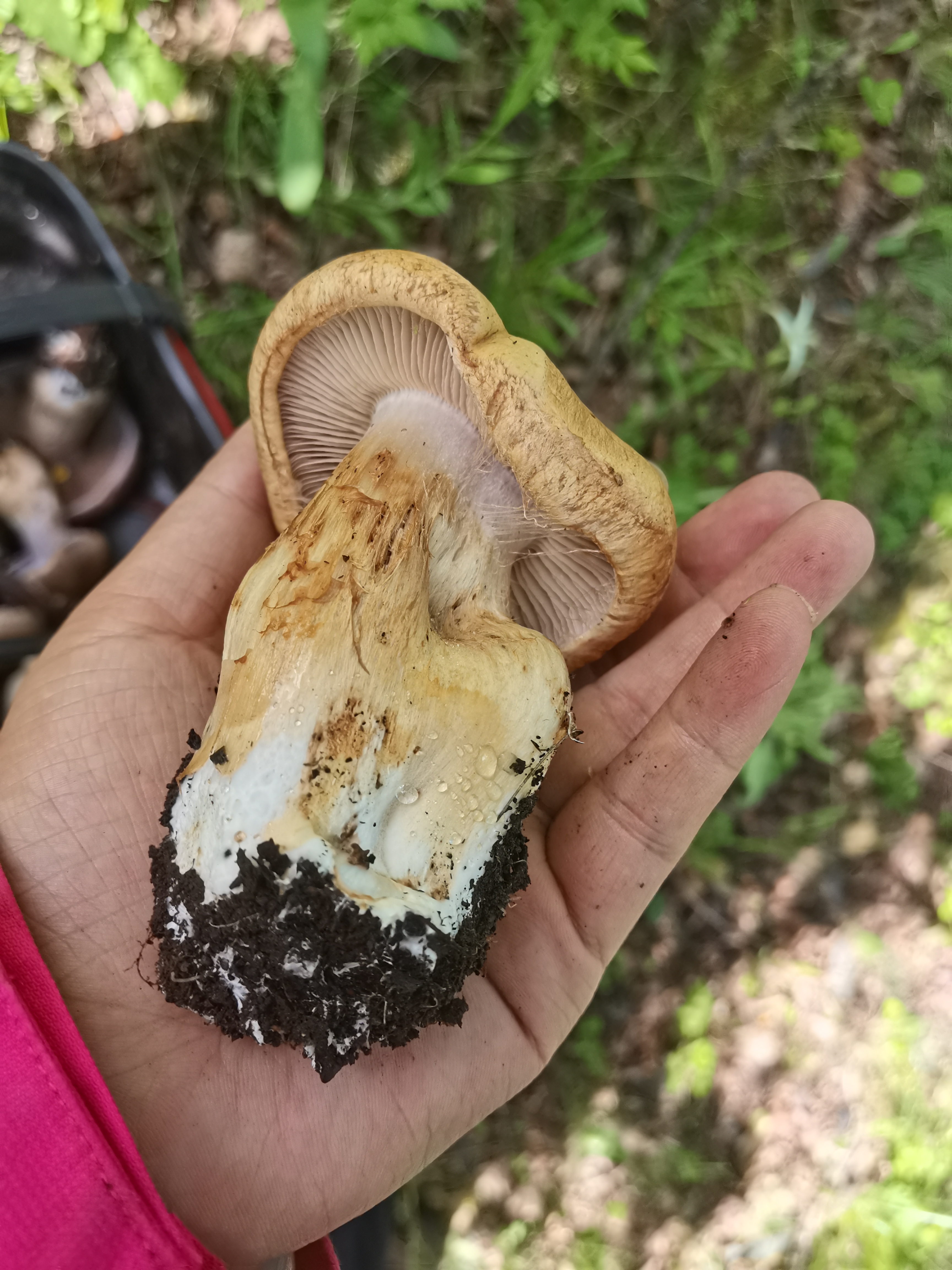 宽盖黏盖丝膜菌