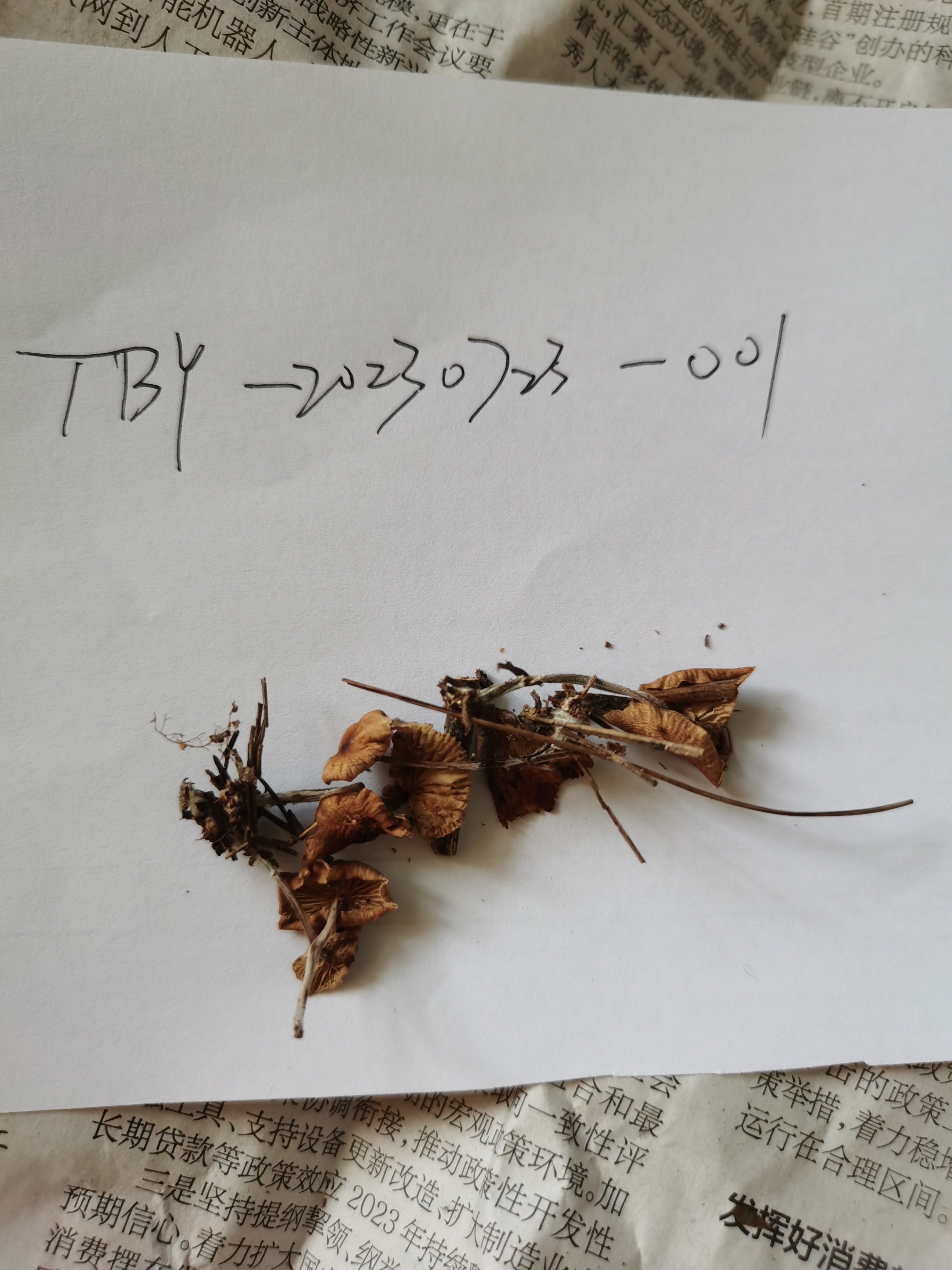 绒毛柄拟金钱菌