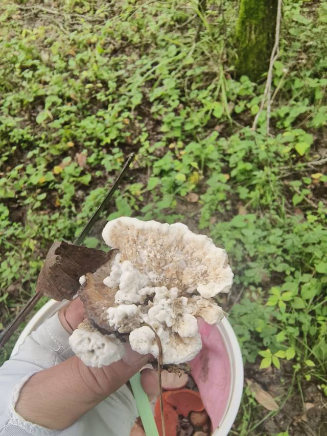 锡金革菌 近似种