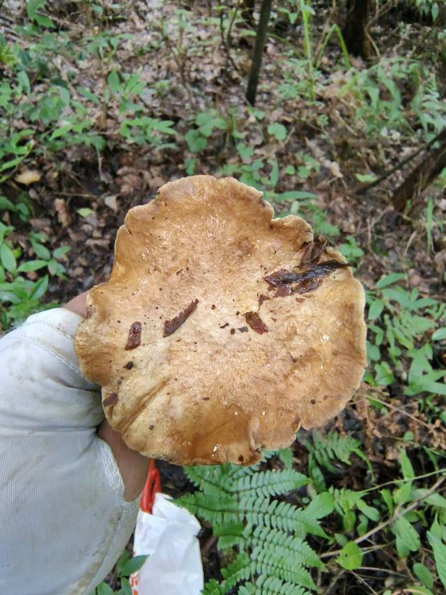 铅色短孢牛肝菌 近似种