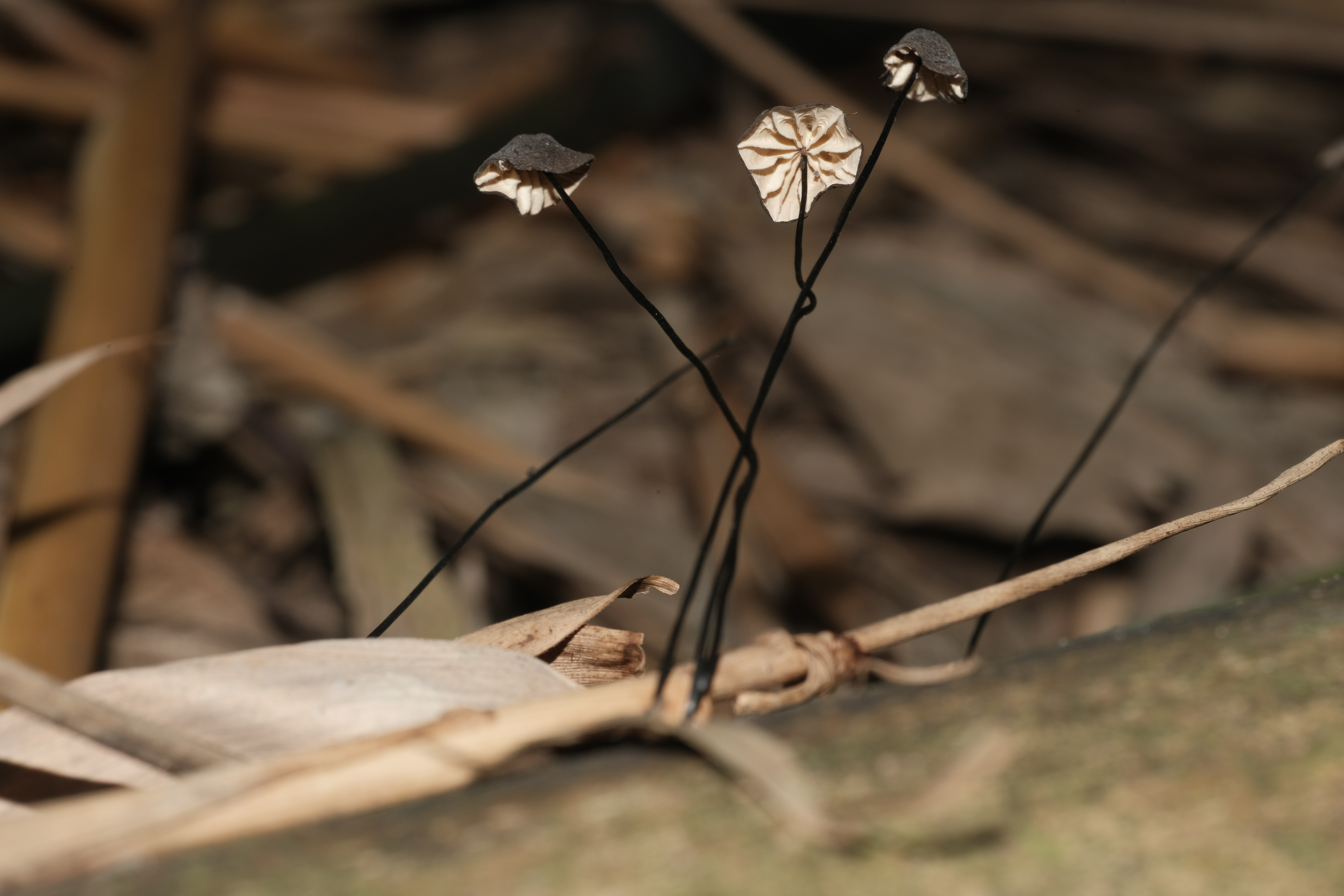 安络小皮伞组物种