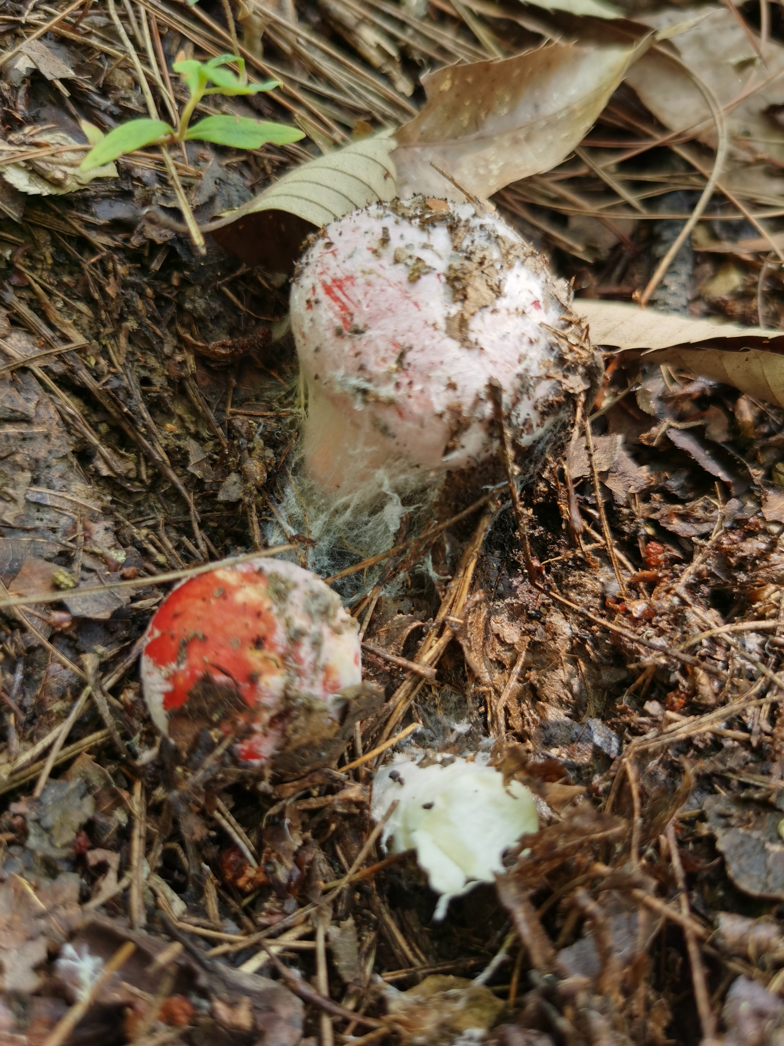 菇上寄生的白色菌丝为粉褶菌菌丝