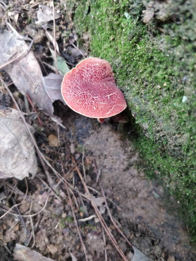 杏仁味庭院牛肝菌