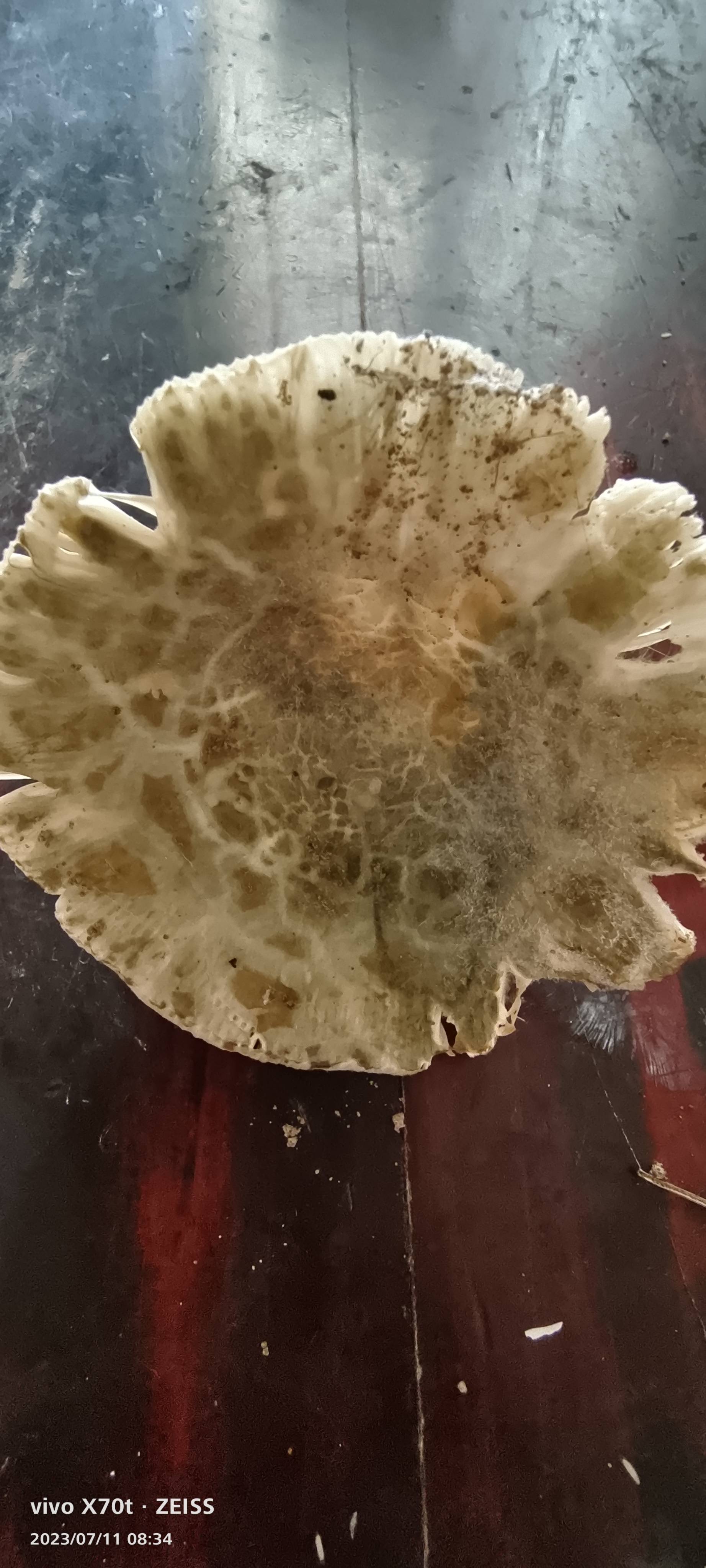 变绿红菇复合群