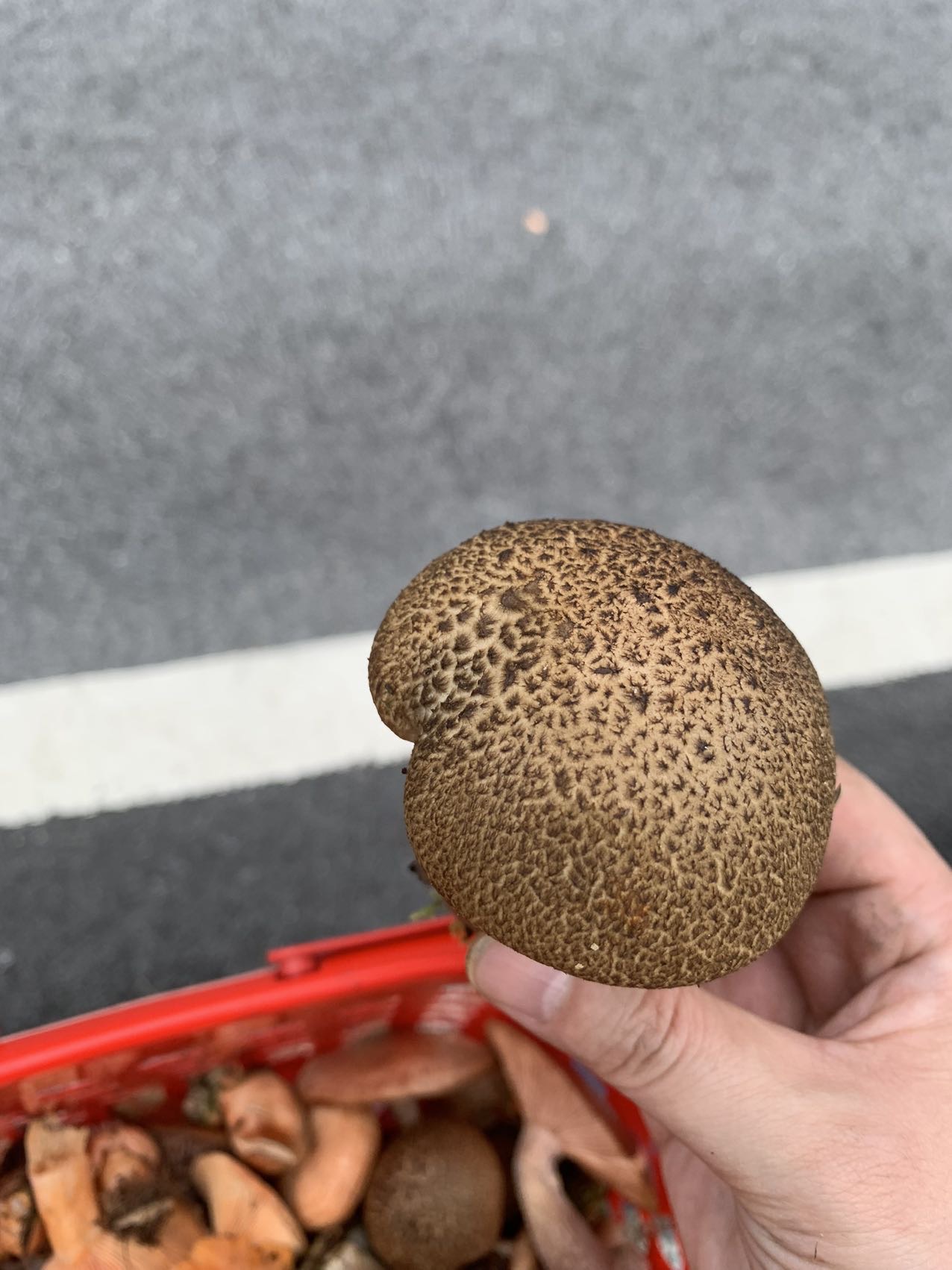 毡盖美柄牛肝菌