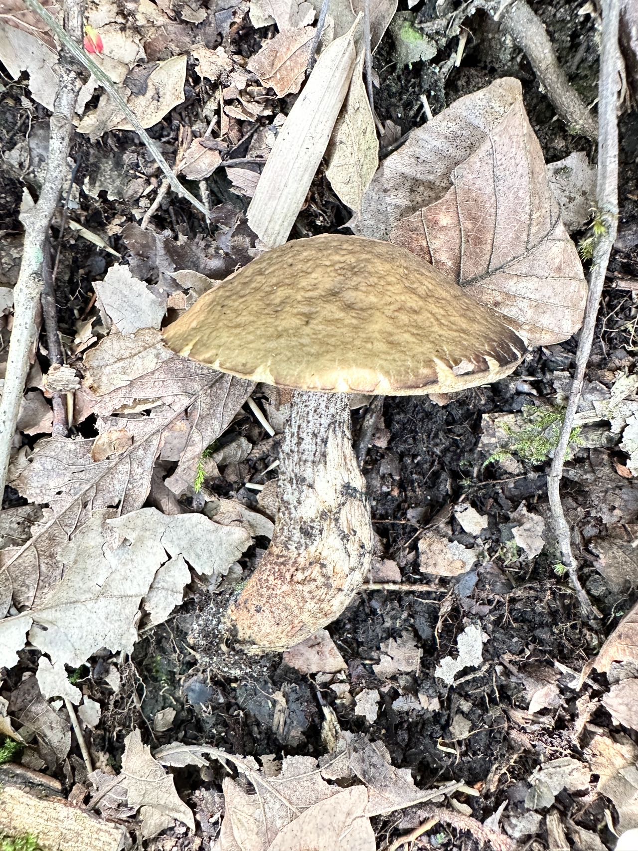 小疣柄牛肝菌属物种