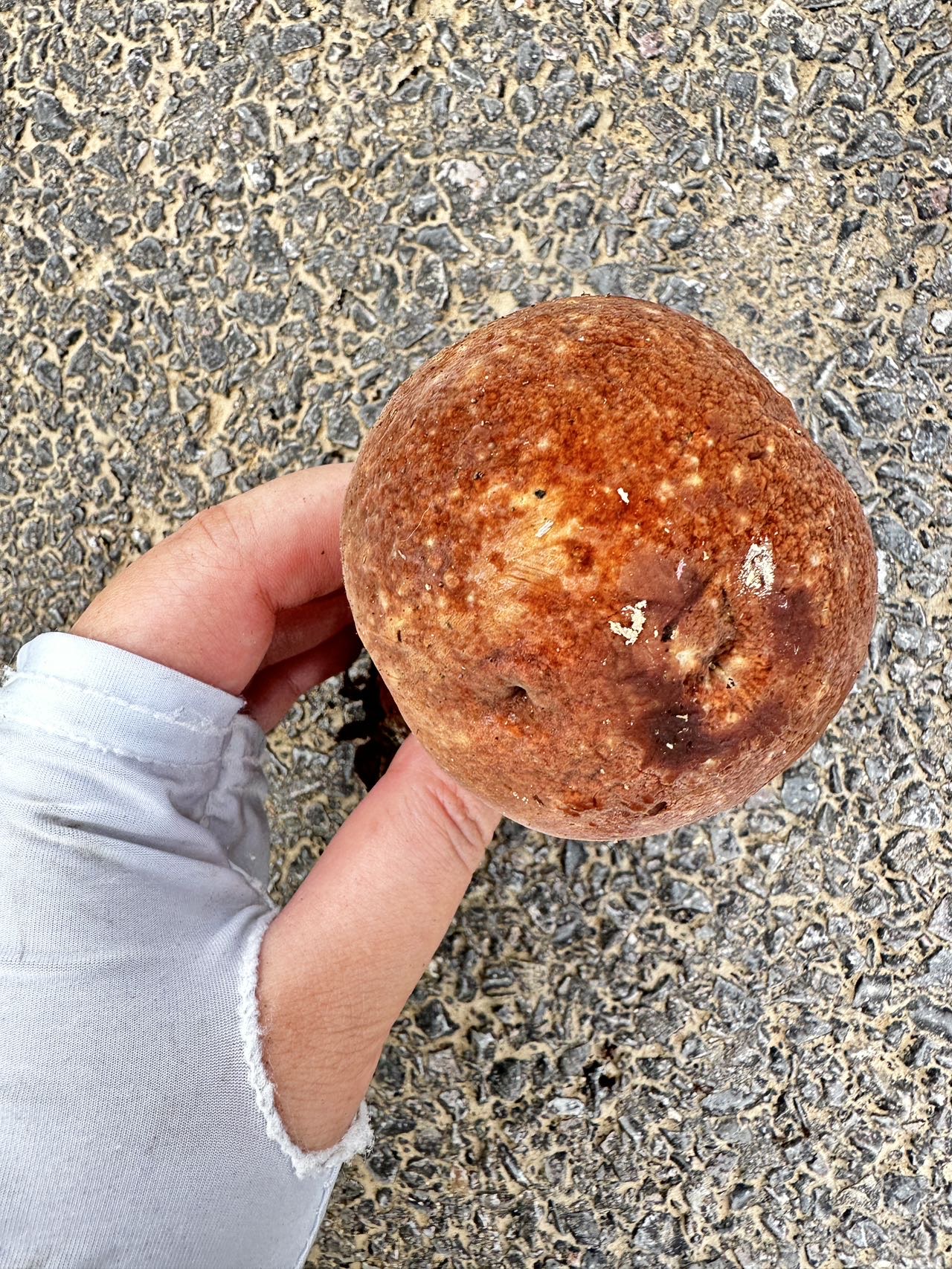 皱盖牛肝菌属物种