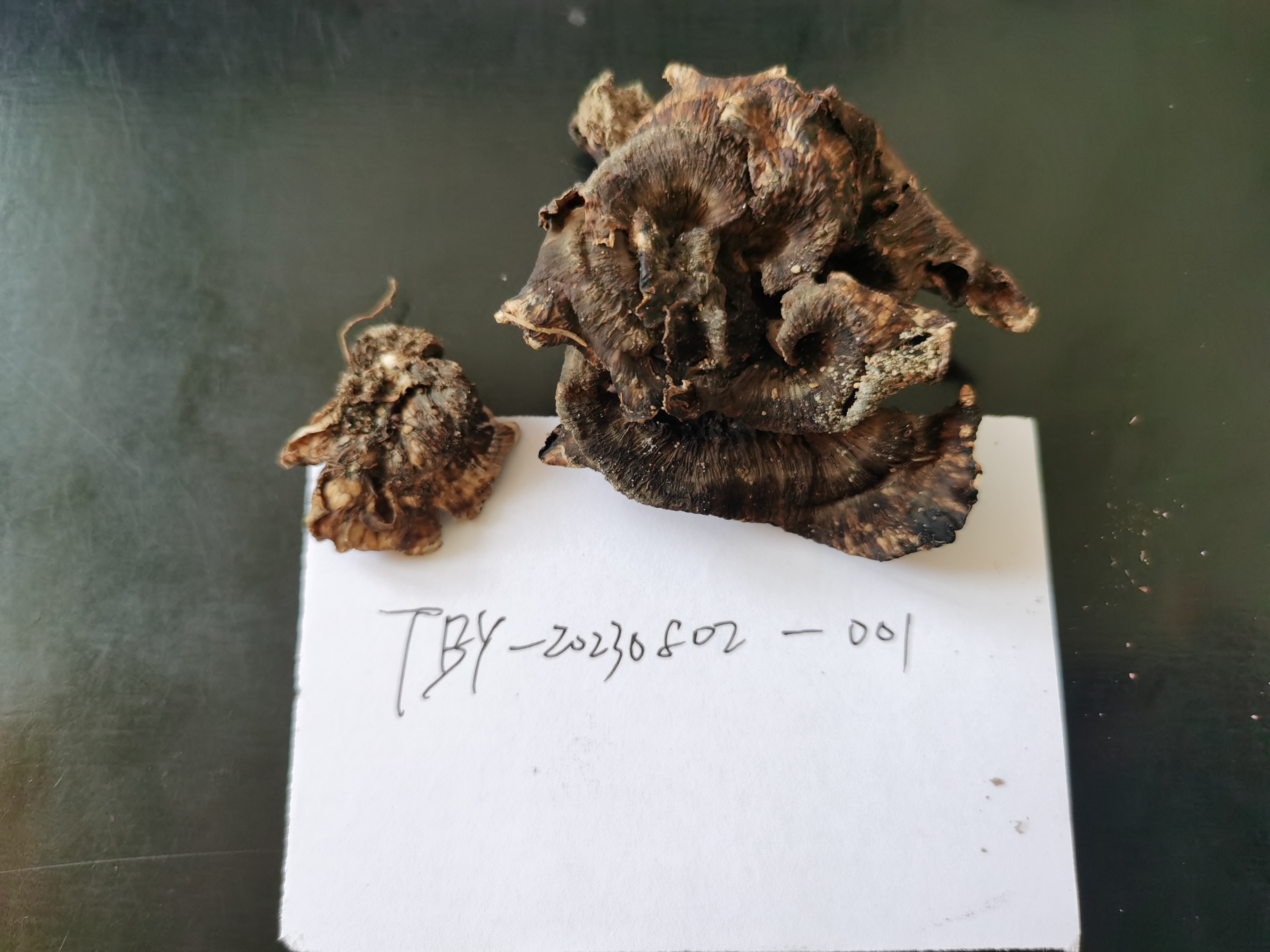 锡金革菌近缘种