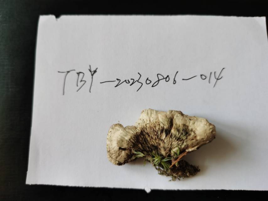 锡金革菌近缘种