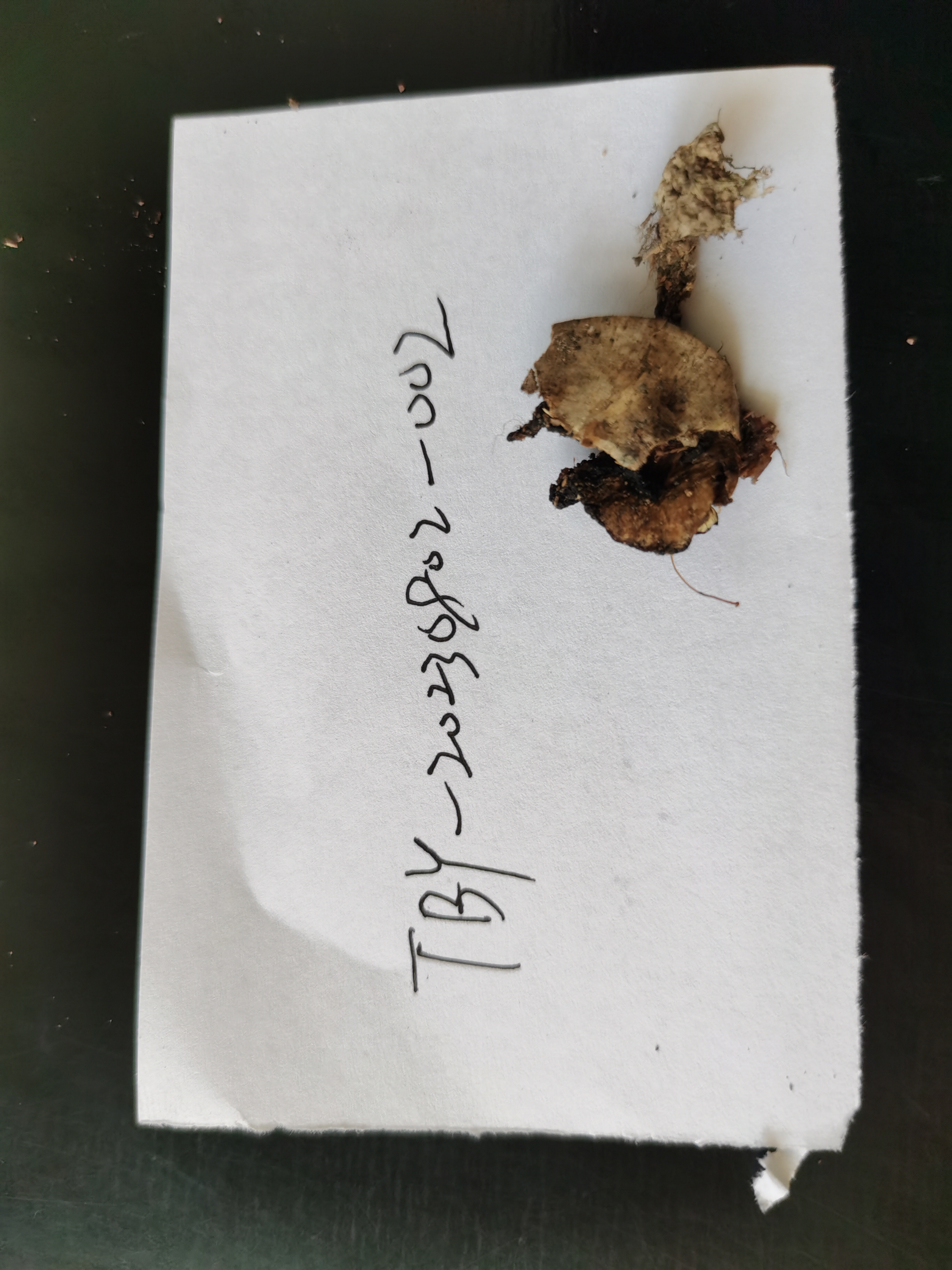 锡金革菌近缘种