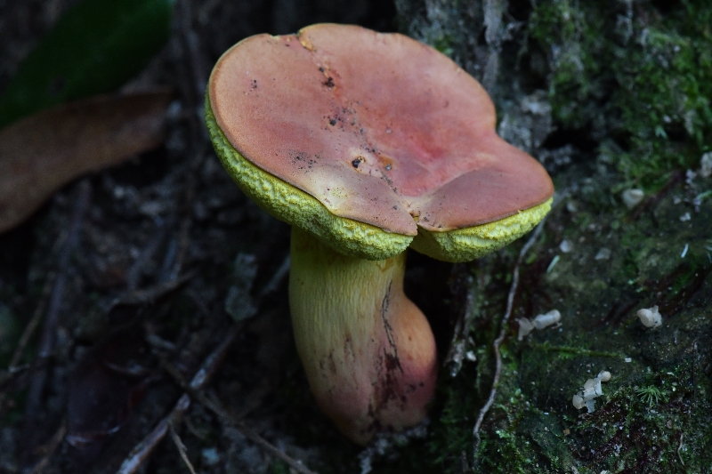 大盖兰茂牛肝菌