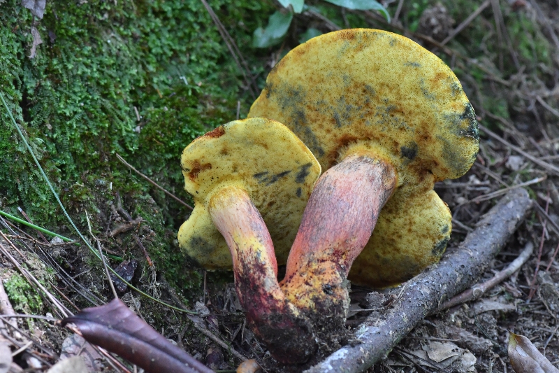 大盖兰茂牛肝菌