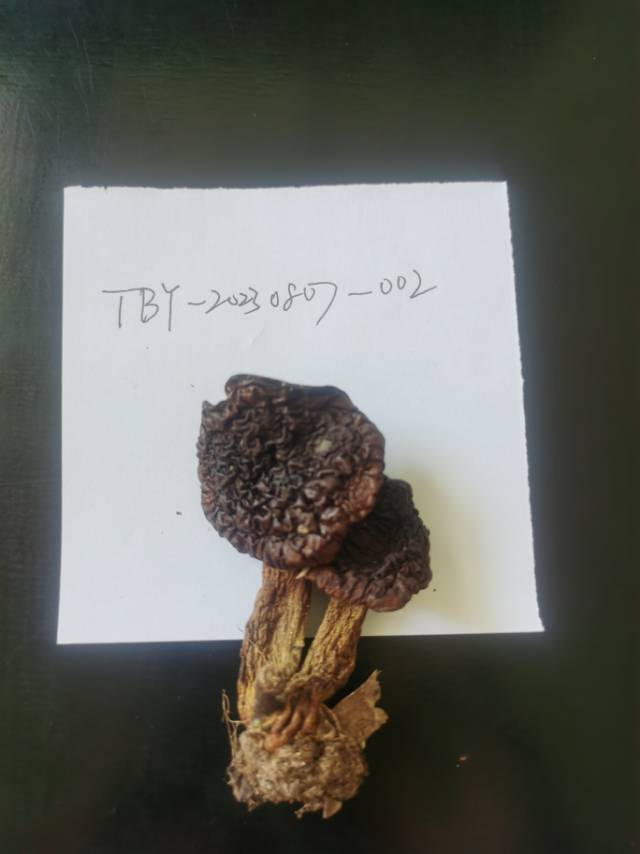 褐红盖新牛肝菌