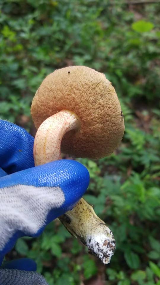 花斑牛肝菌和亚红粉末牛肝菌两种