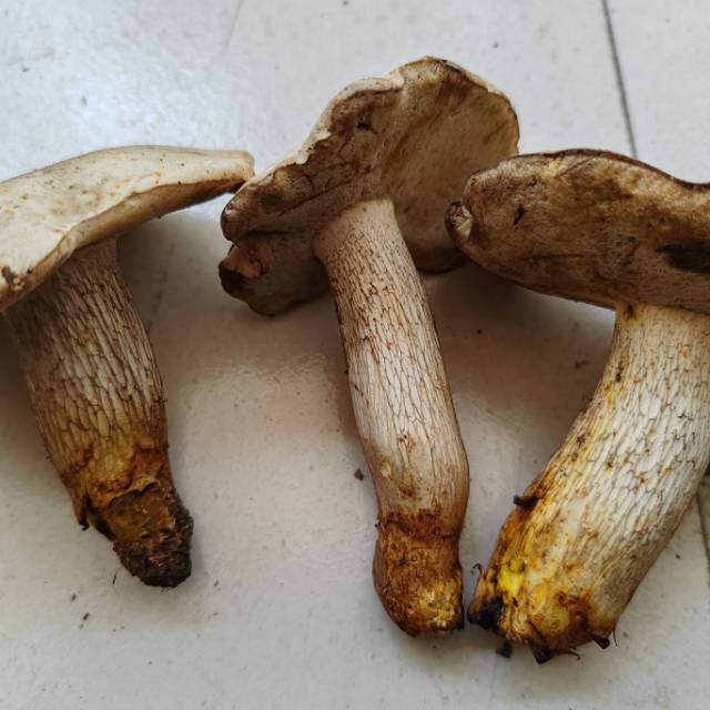 中华灰网柄牛肝菌