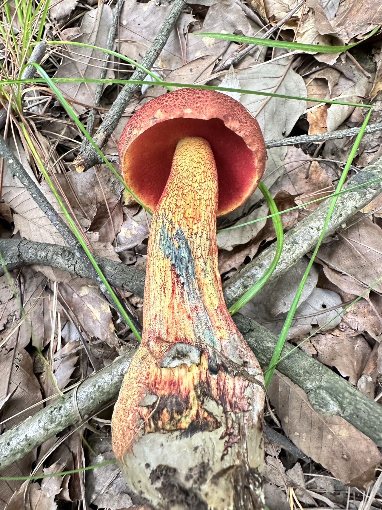 蛇皮状红孔牛肝菌