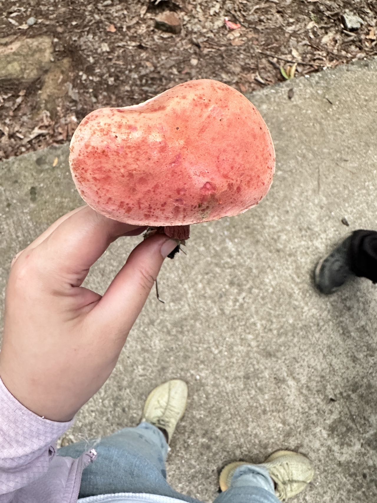 日本网孢牛肝菌