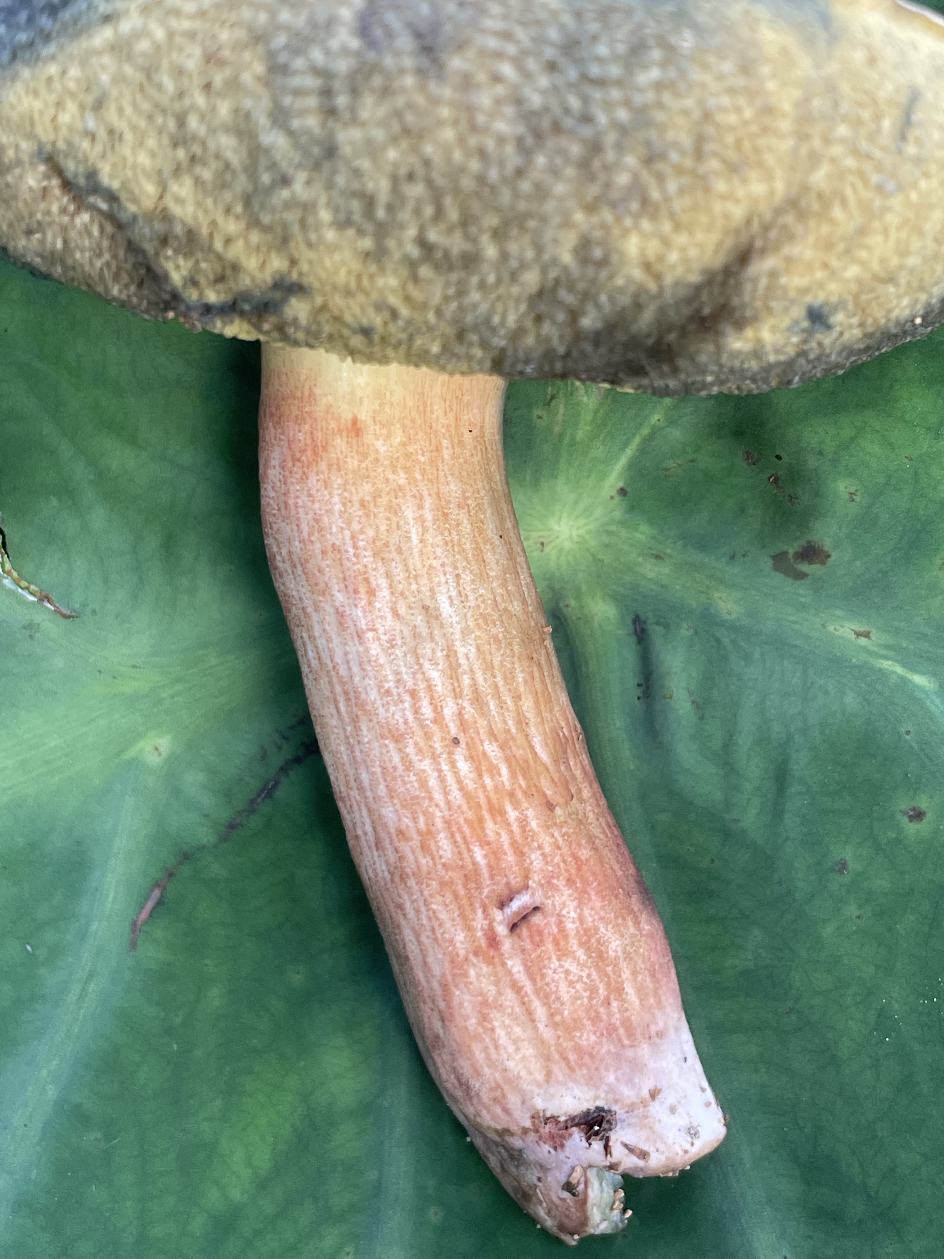 隐纹条孢牛肝菌