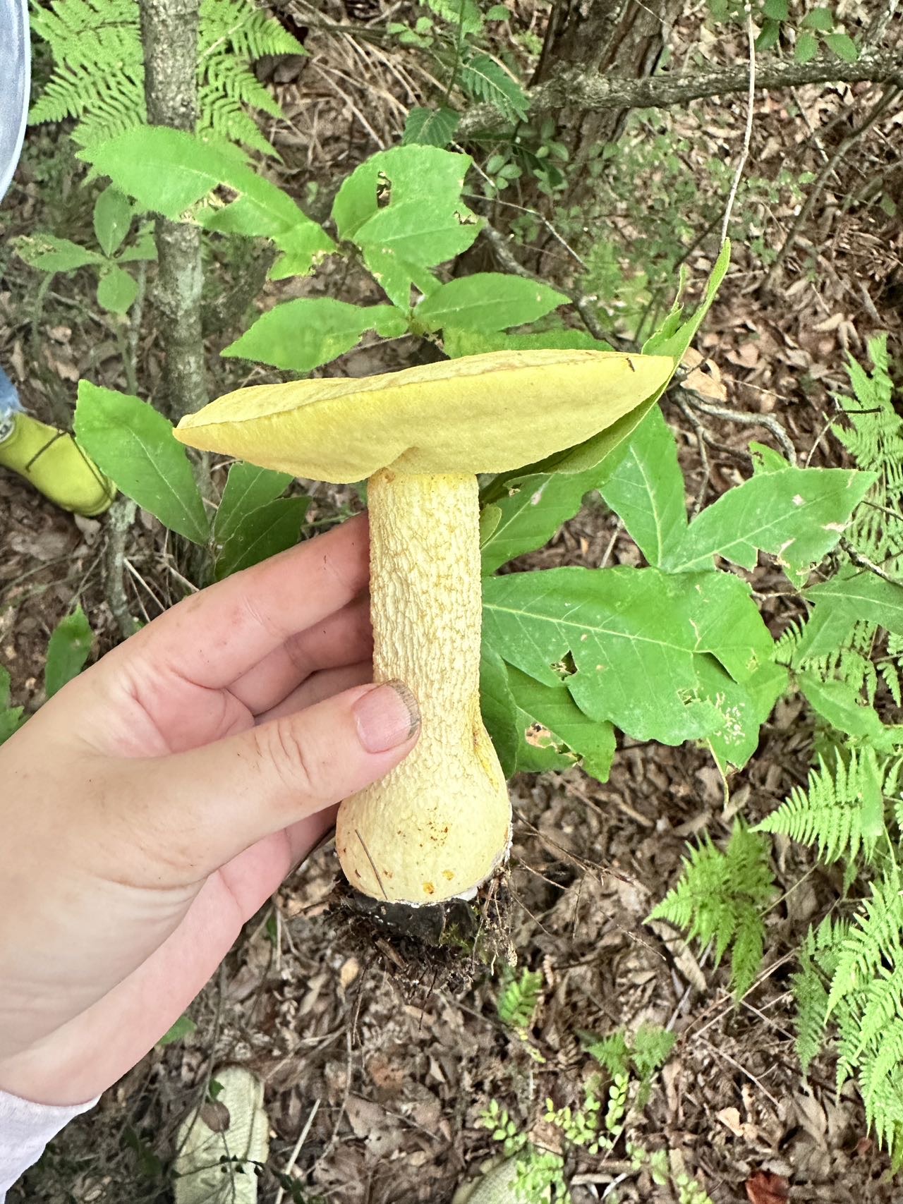 网孢牛肝菌属物种