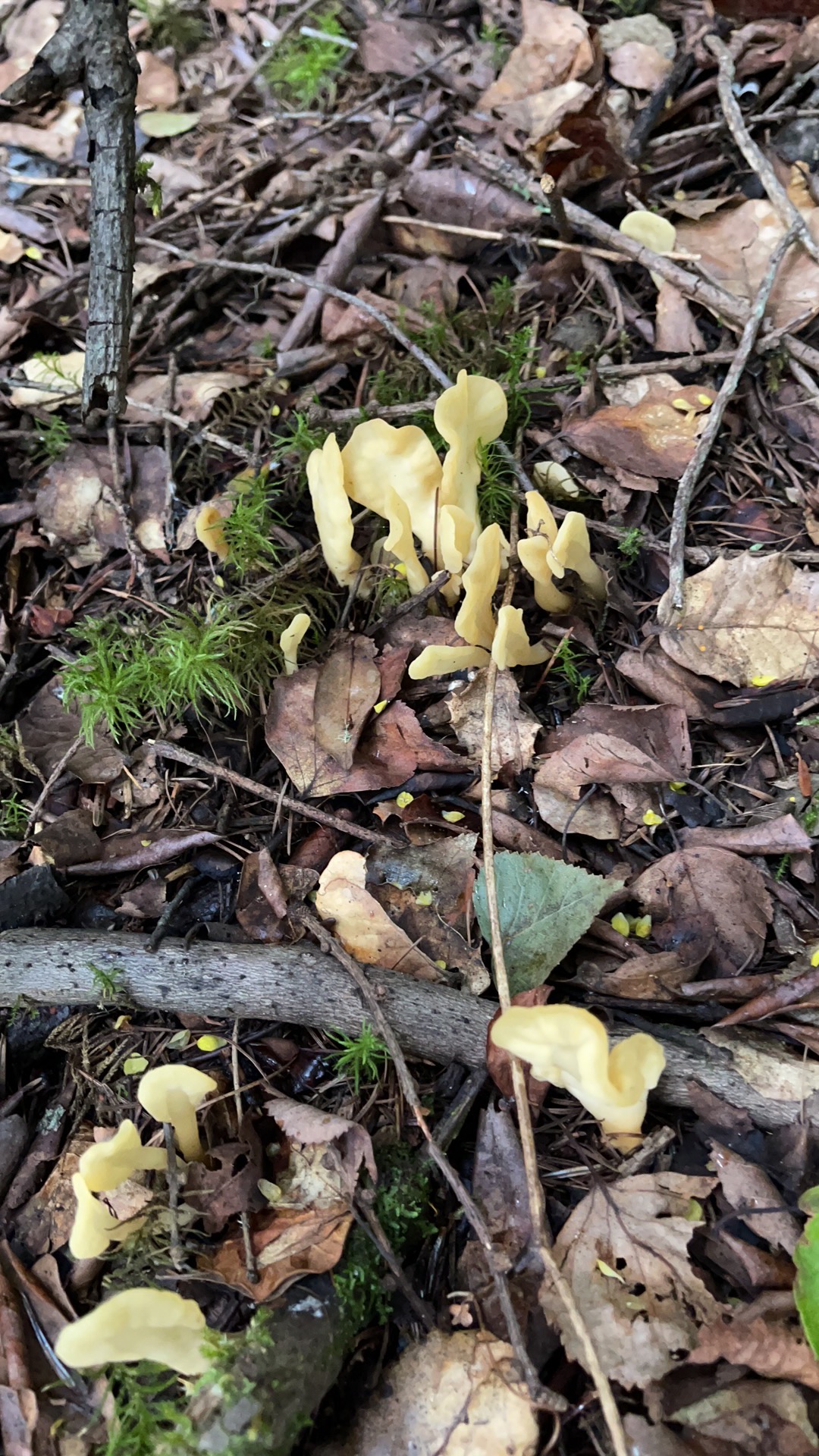 地勺菌和马鞍菌