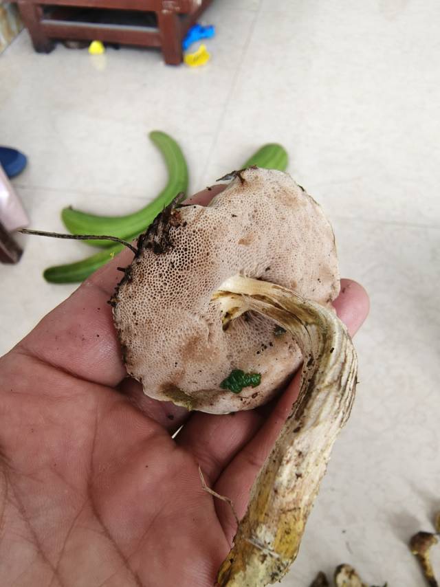 裘氏牛肝菌近似种