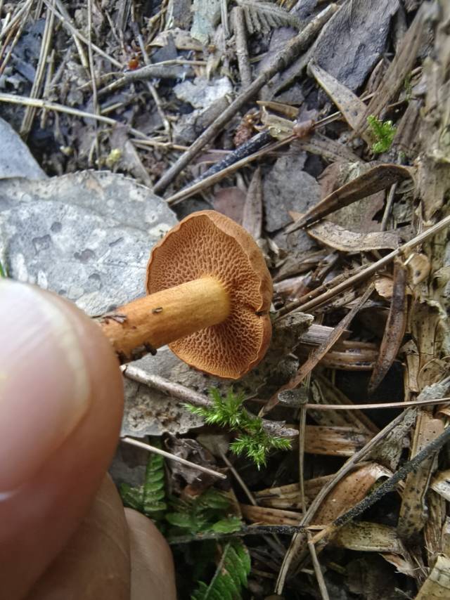 辐射孔辣牛肝菌近似种