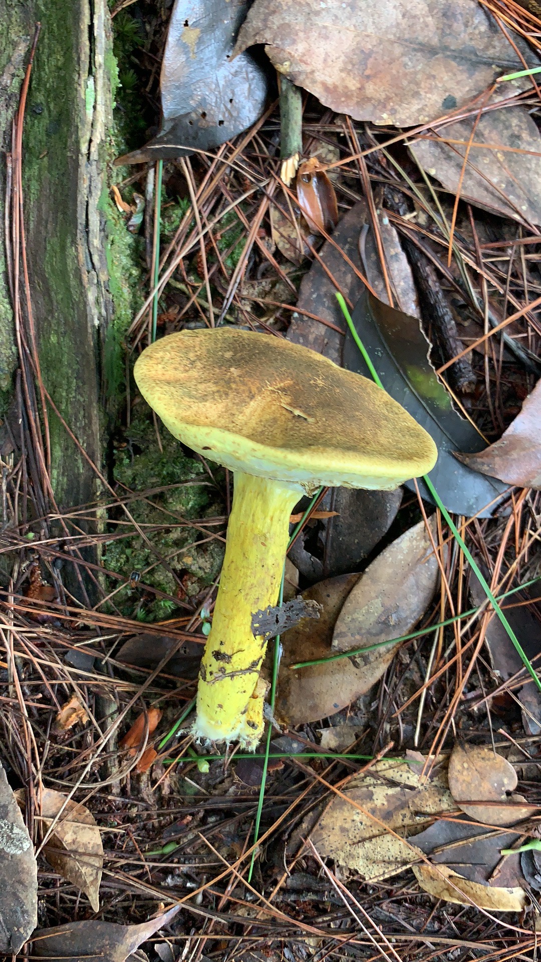 Pulveroboletus subrufus