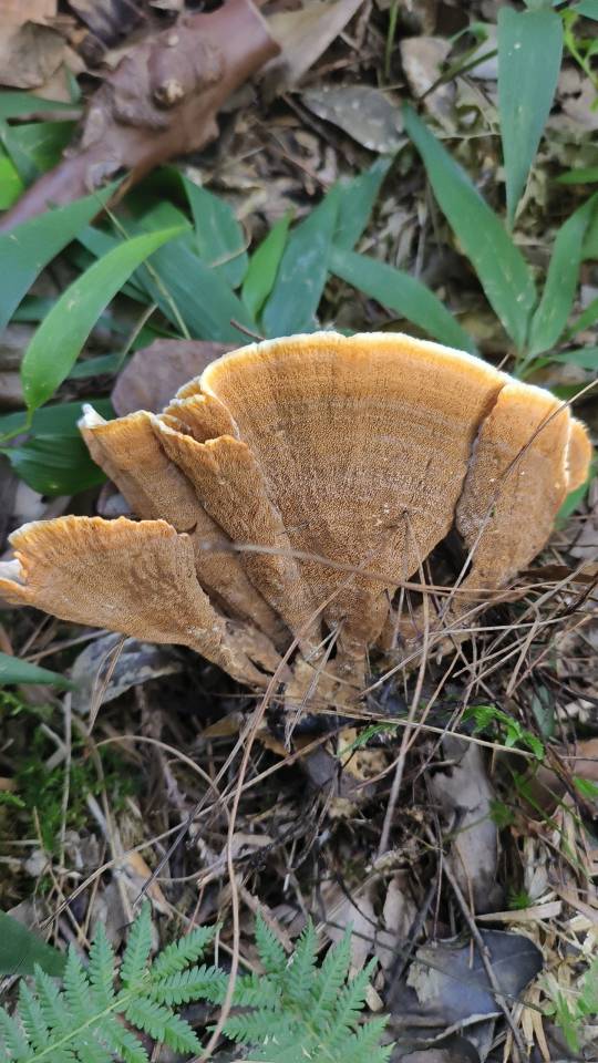 锡金革菌 近似种