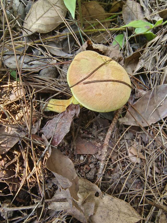 近红粉末牛肝菌