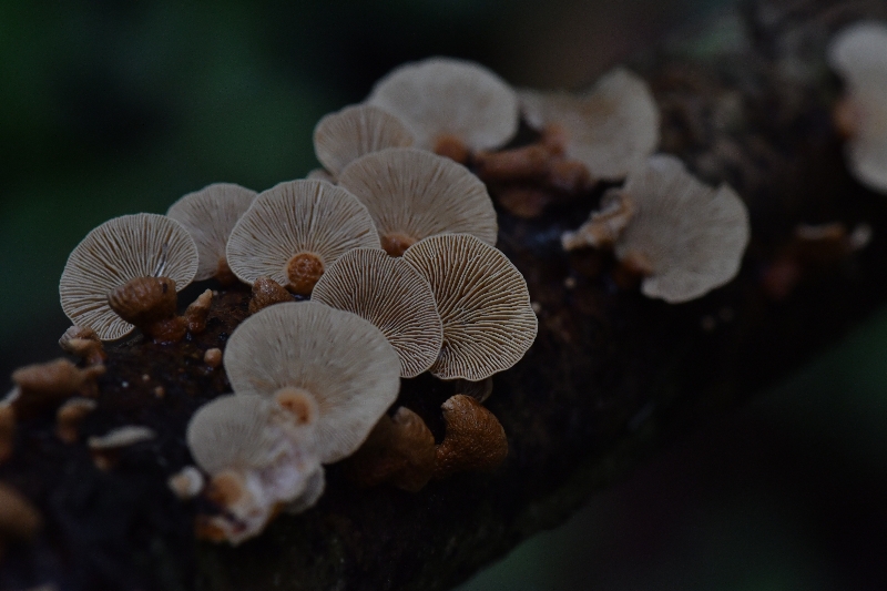 Panellus microspermus