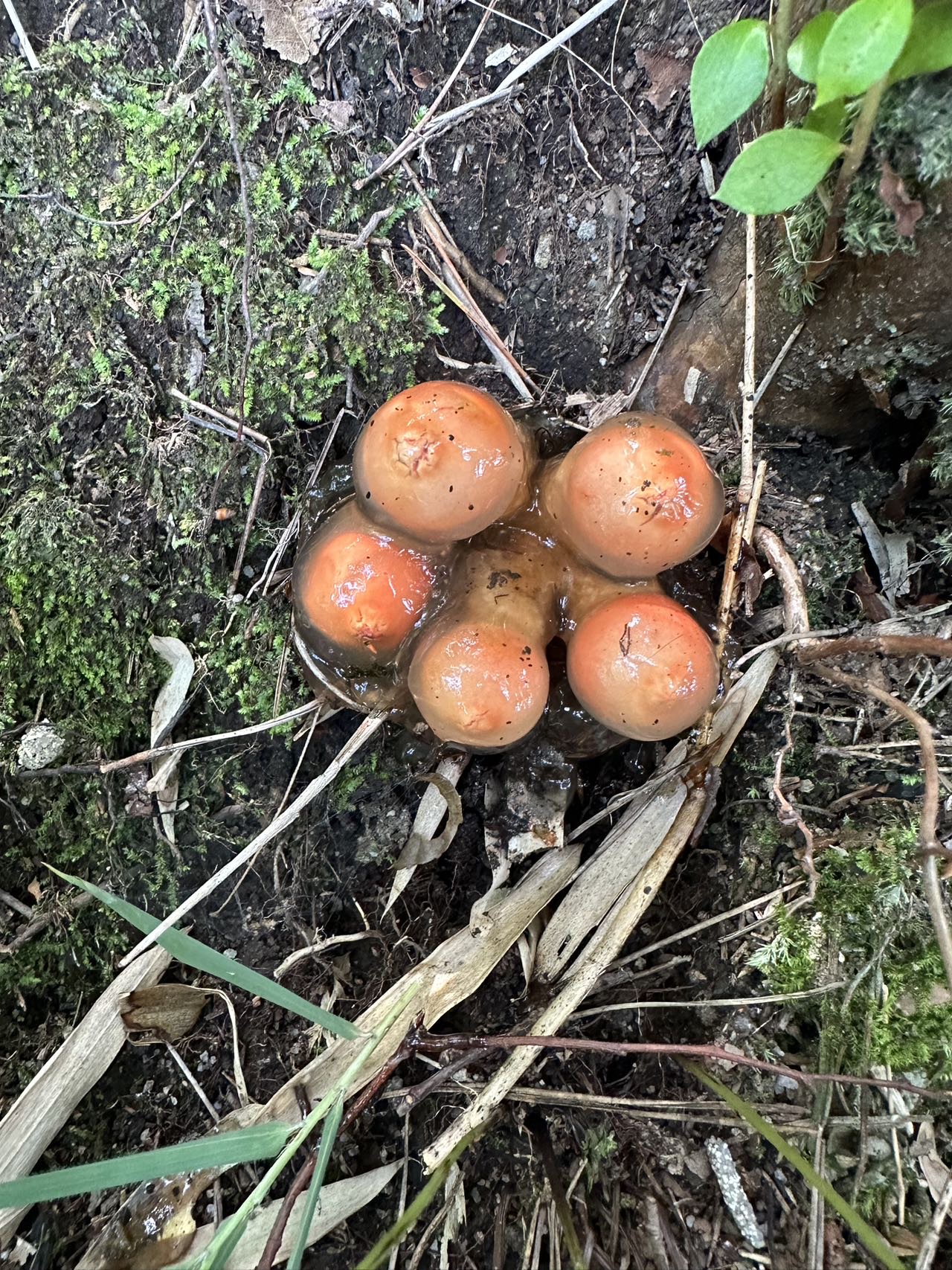 Calostoma sinocinnabarinum