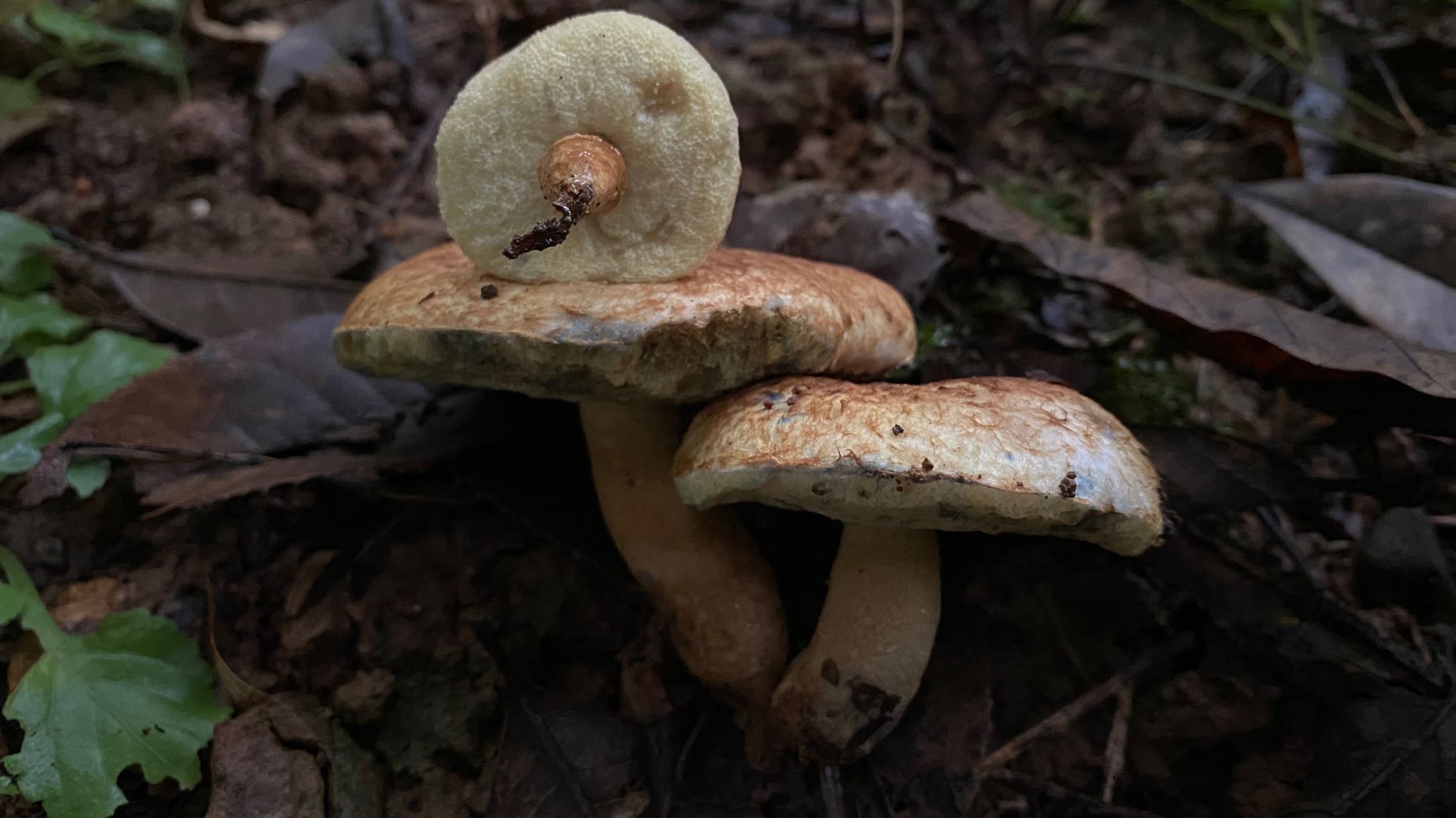 褐丛毛圆孔牛肝菌