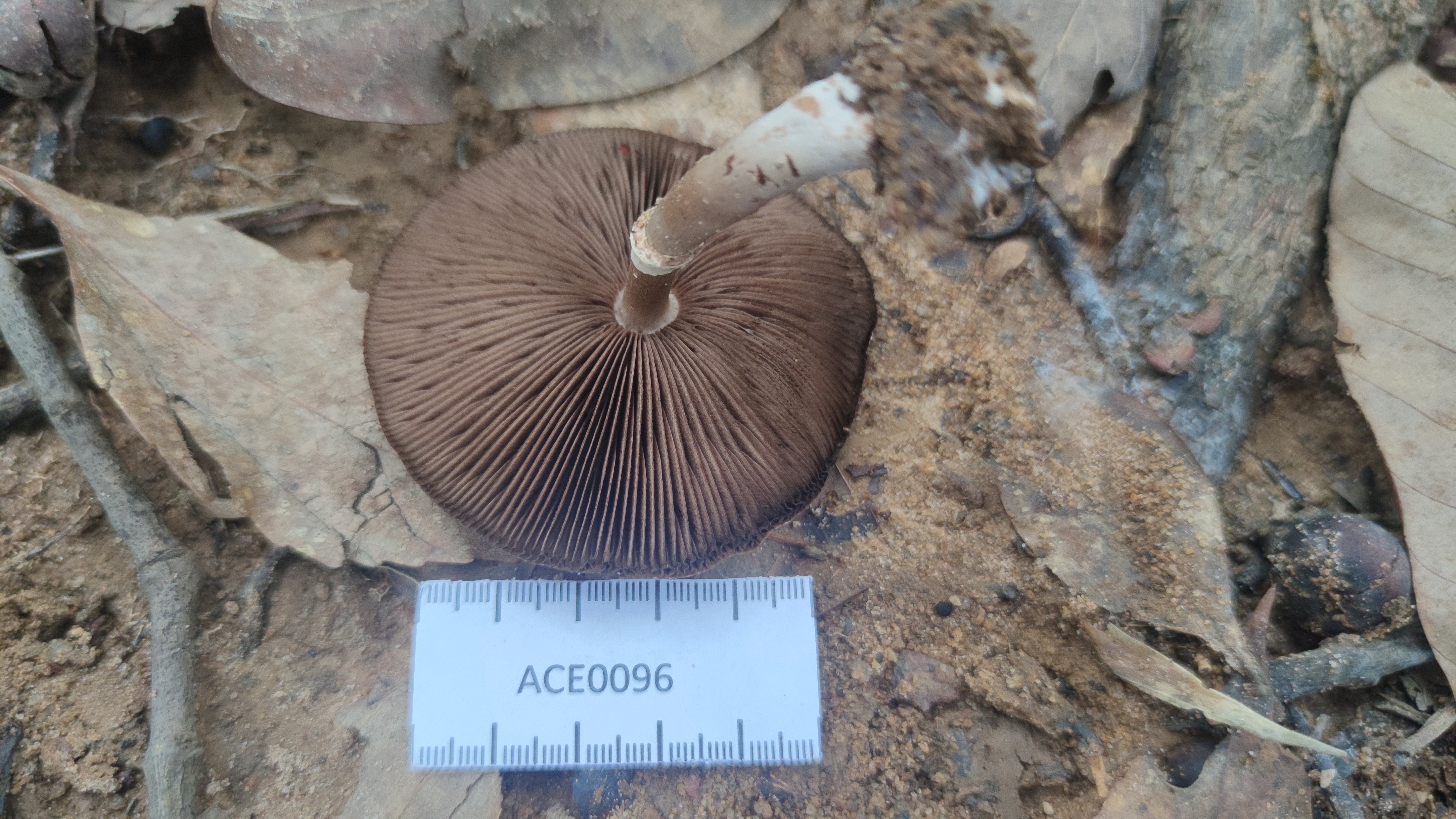 Agaricus heterocystis