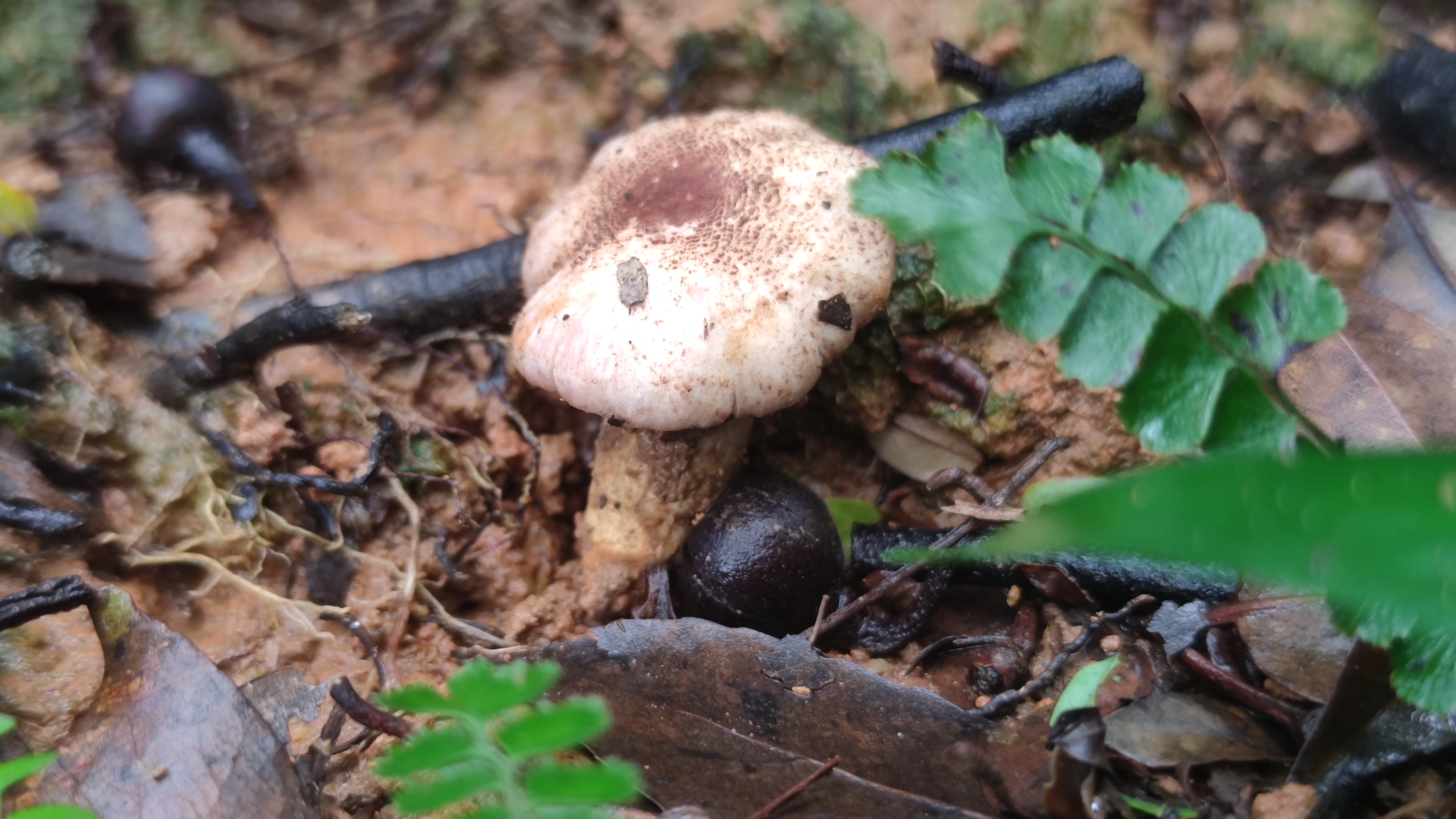 Agaricus sp. nov.