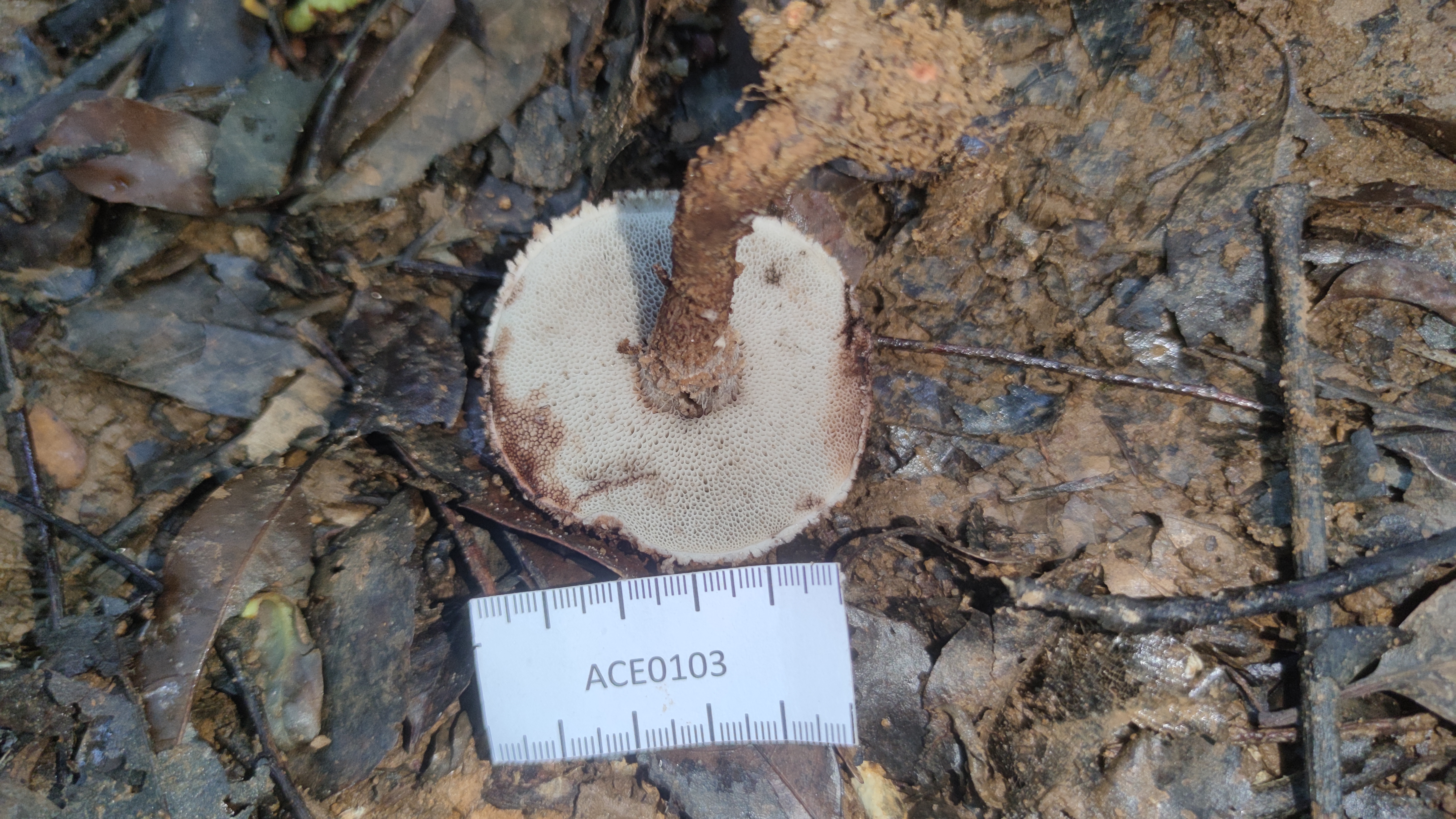 褐鳞松塔牛肝菌