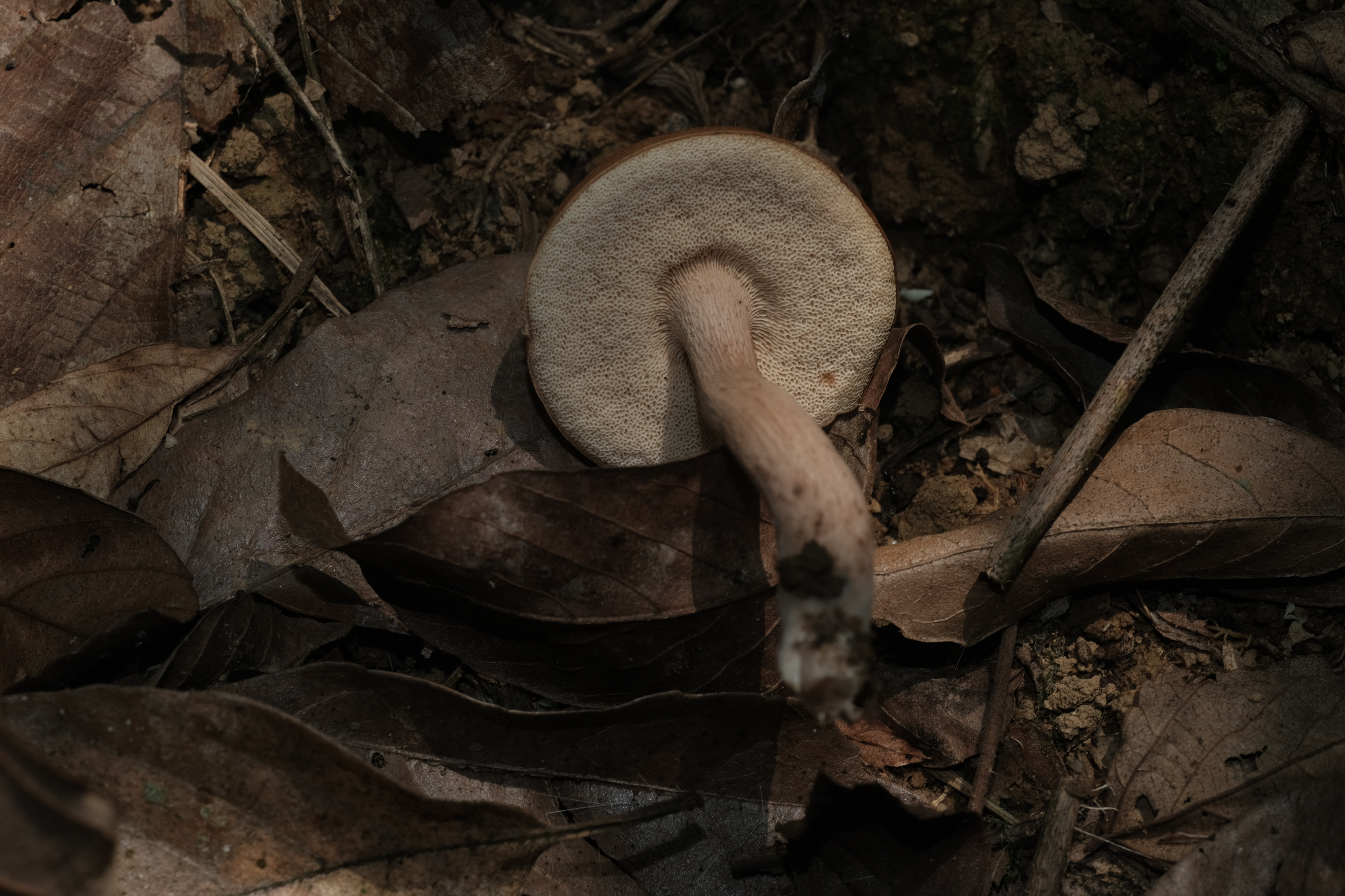 变红褐粉孢牛肝菌