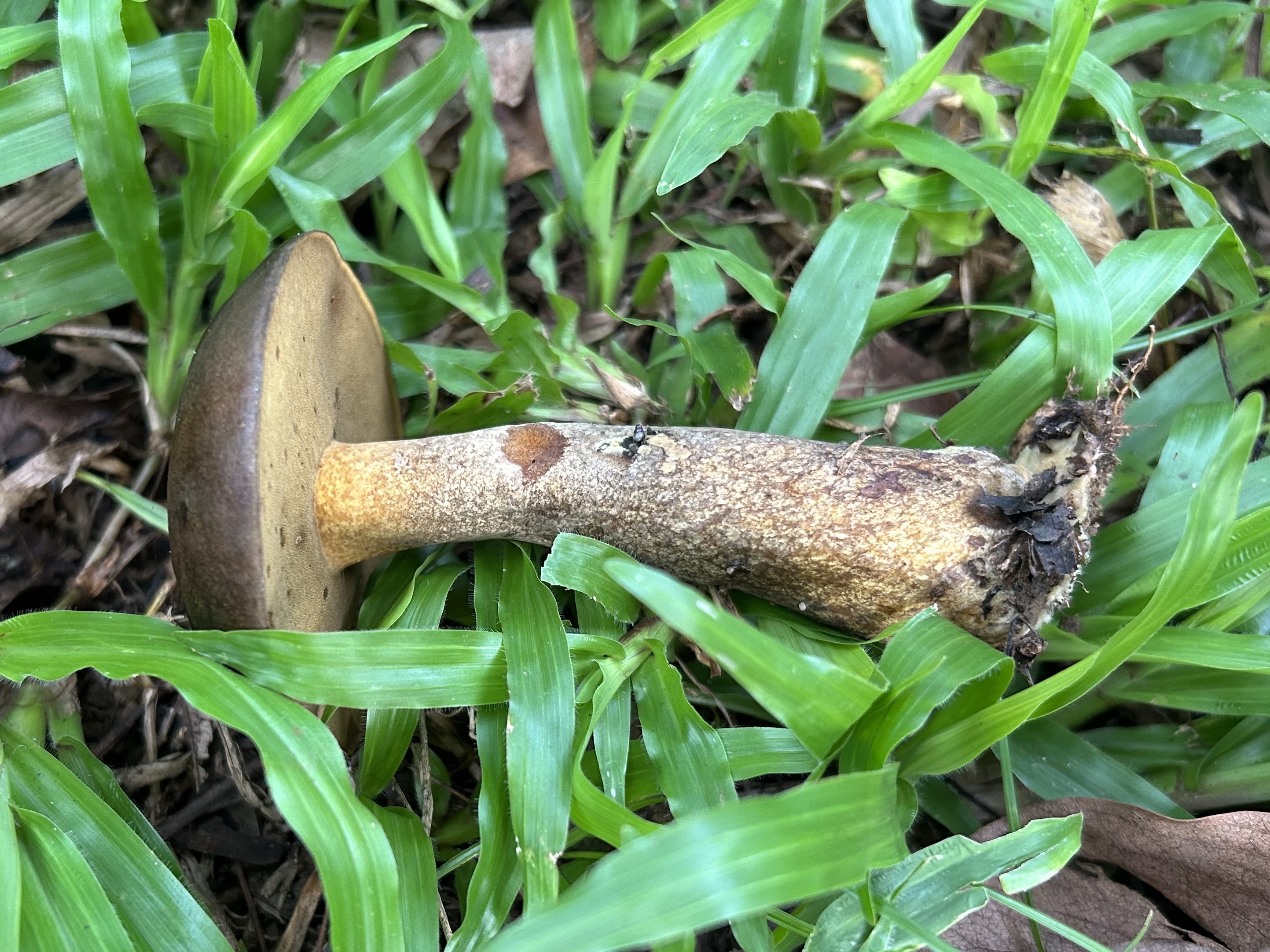 暗褐脉柄牛肝菌