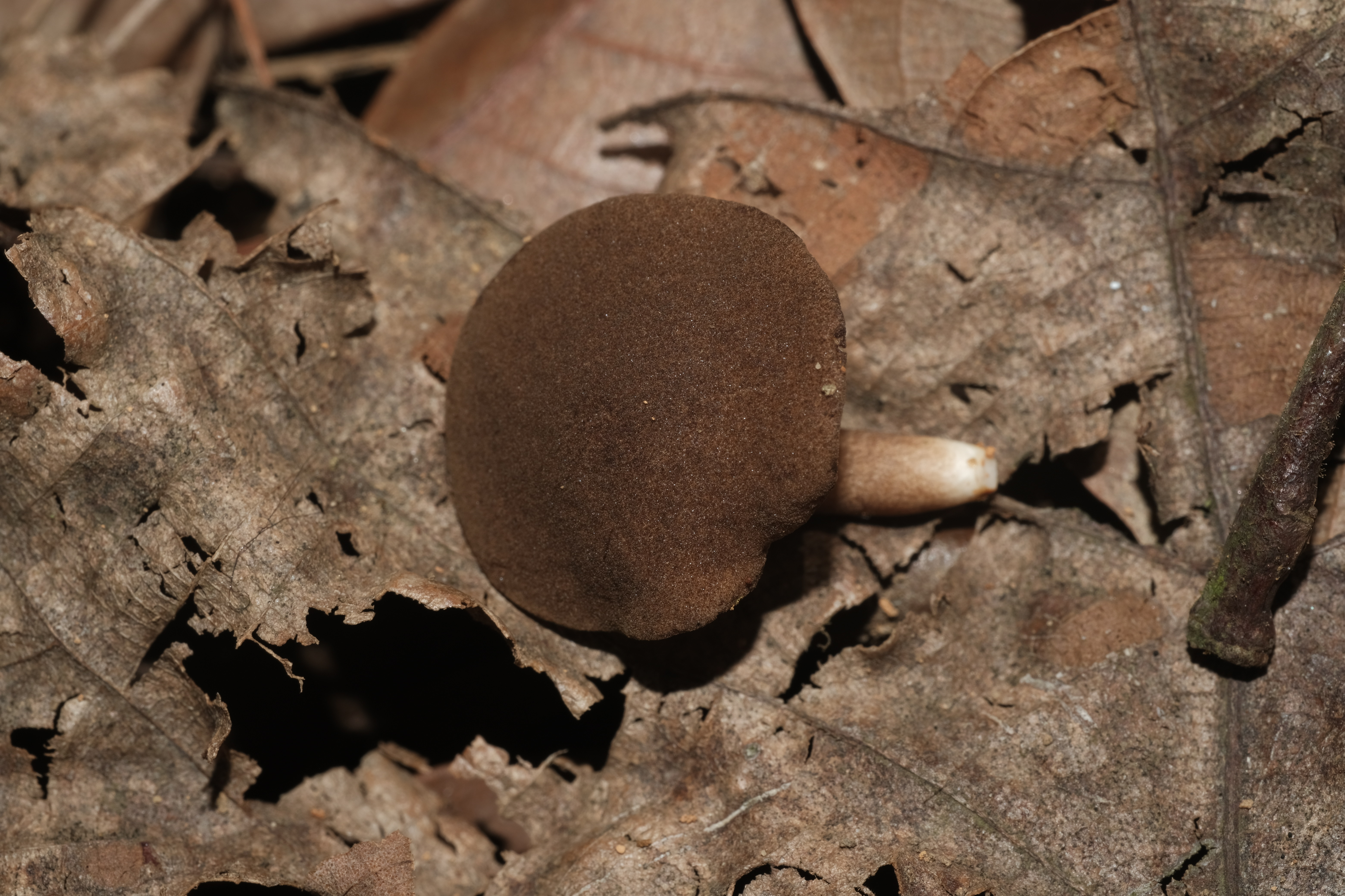 孔褶金孢牛肝菌