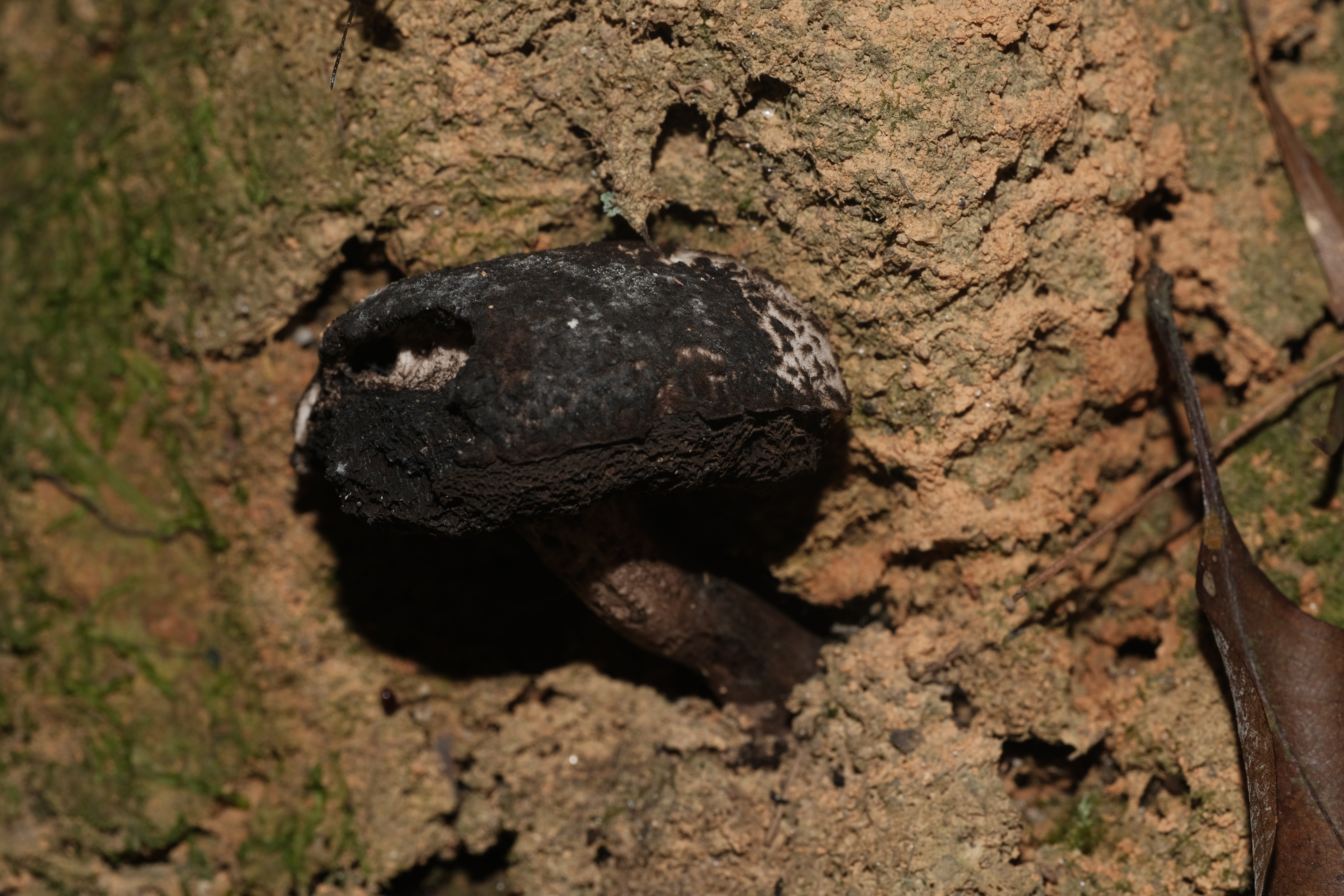 半裸松塔牛肝菌