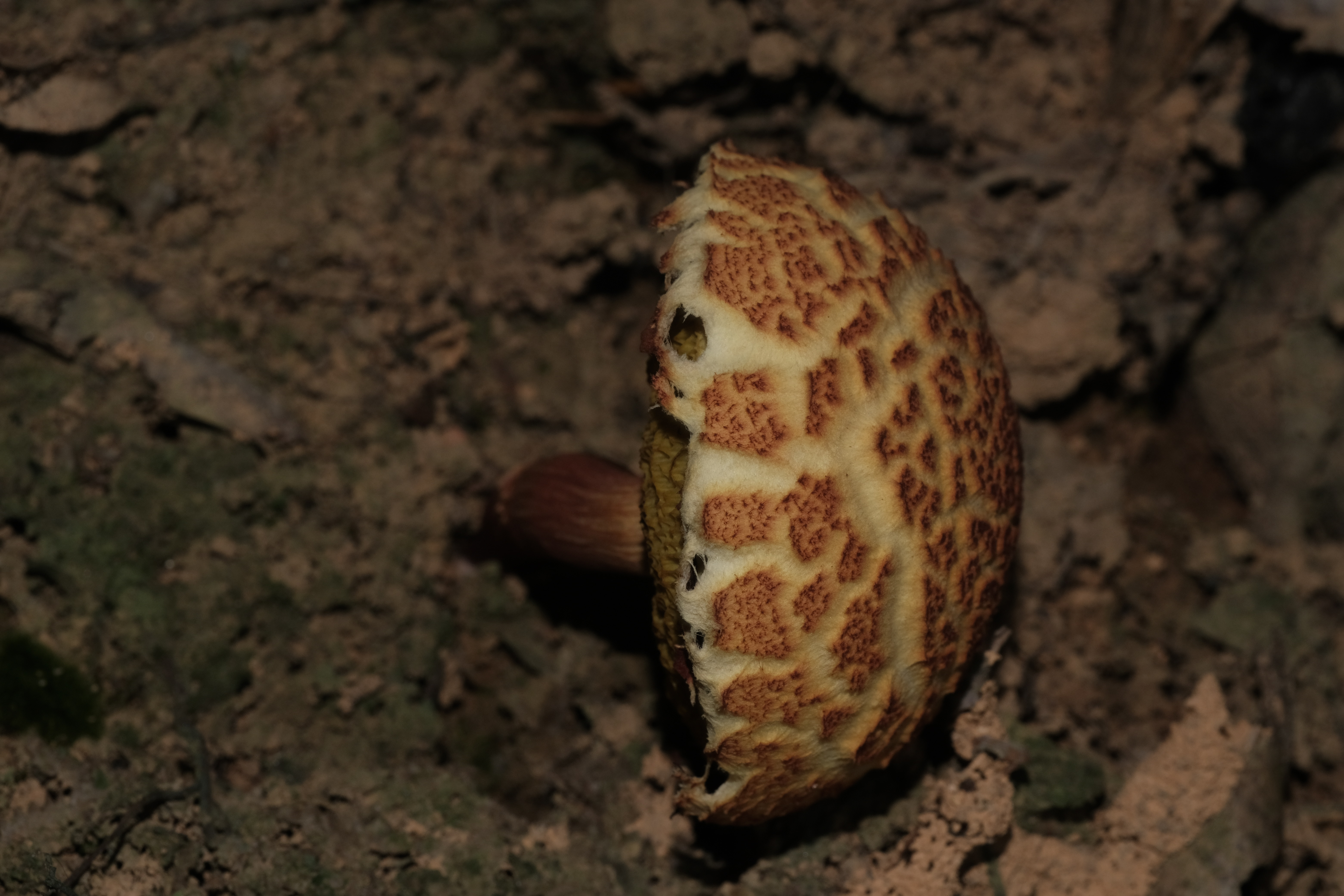 金肉条孢牛肝菌