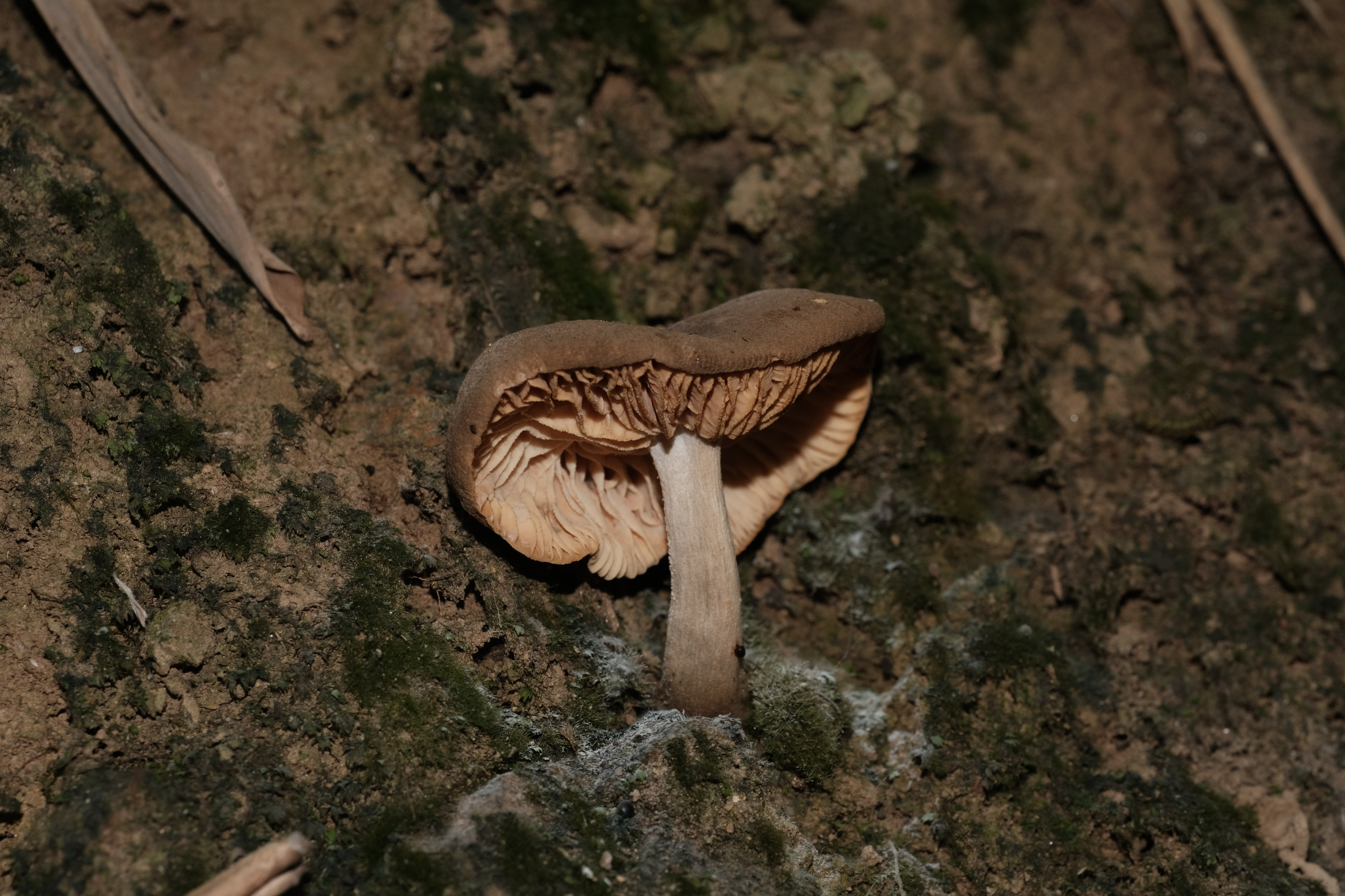 孔褶金孢牛肝菌