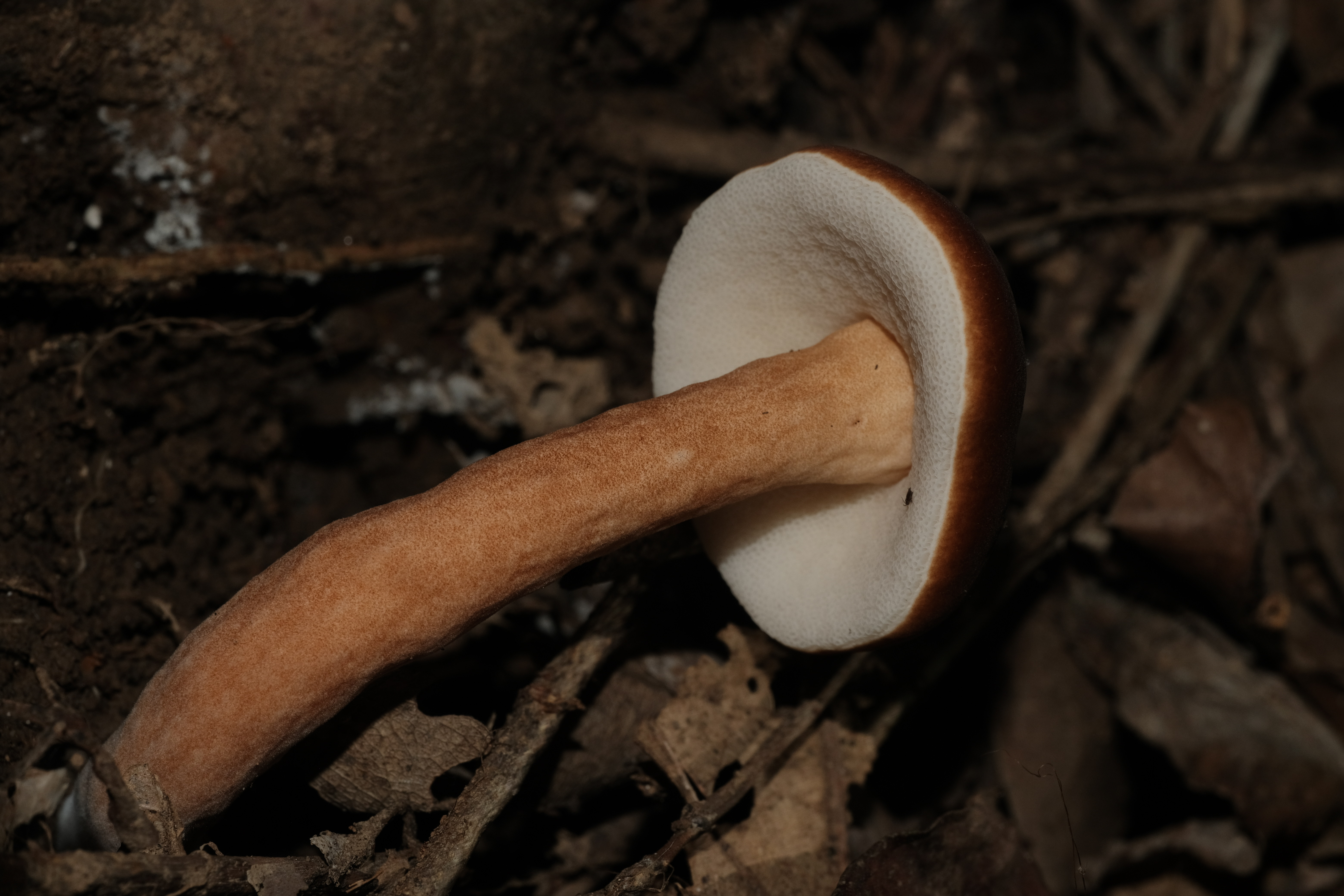 印度圆孔牛肝菌